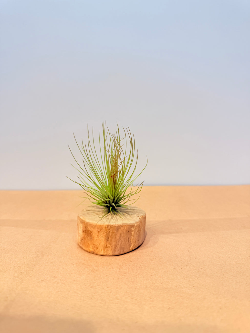 Till. Andreana red mini + rodaja