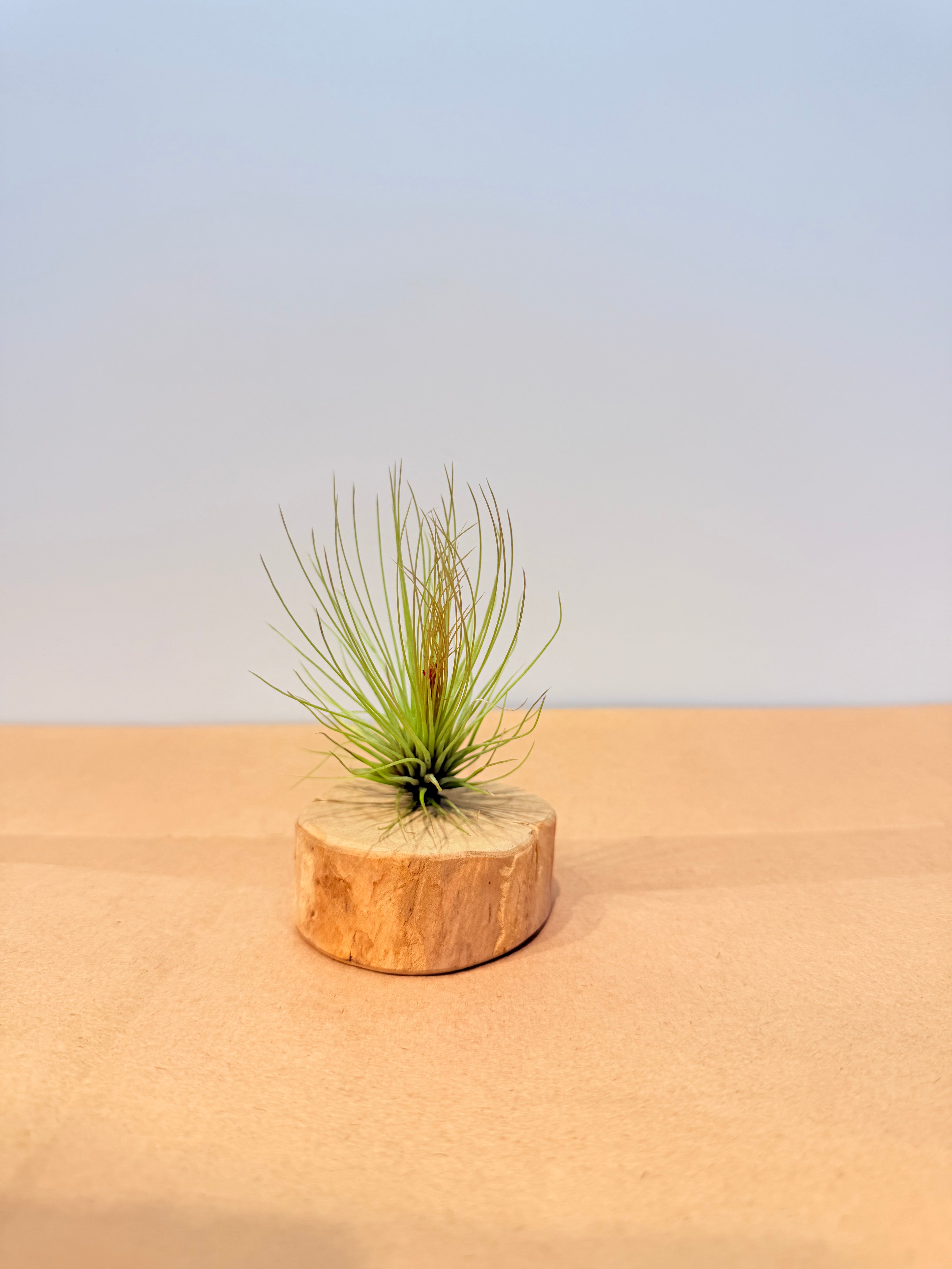 Till. Andreana red mini + rodaja