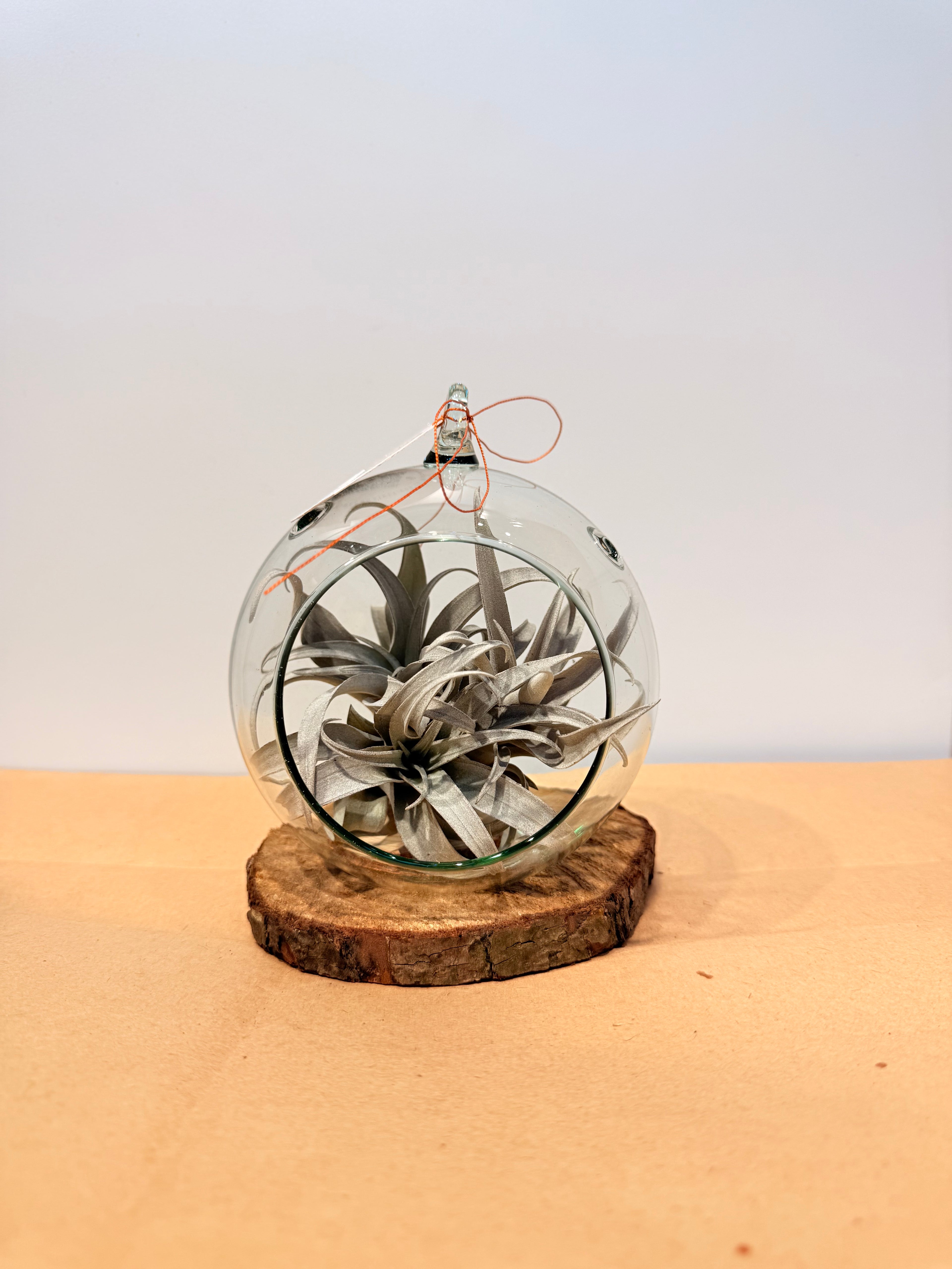 Till. Yellow Star mini x3 terrario + base