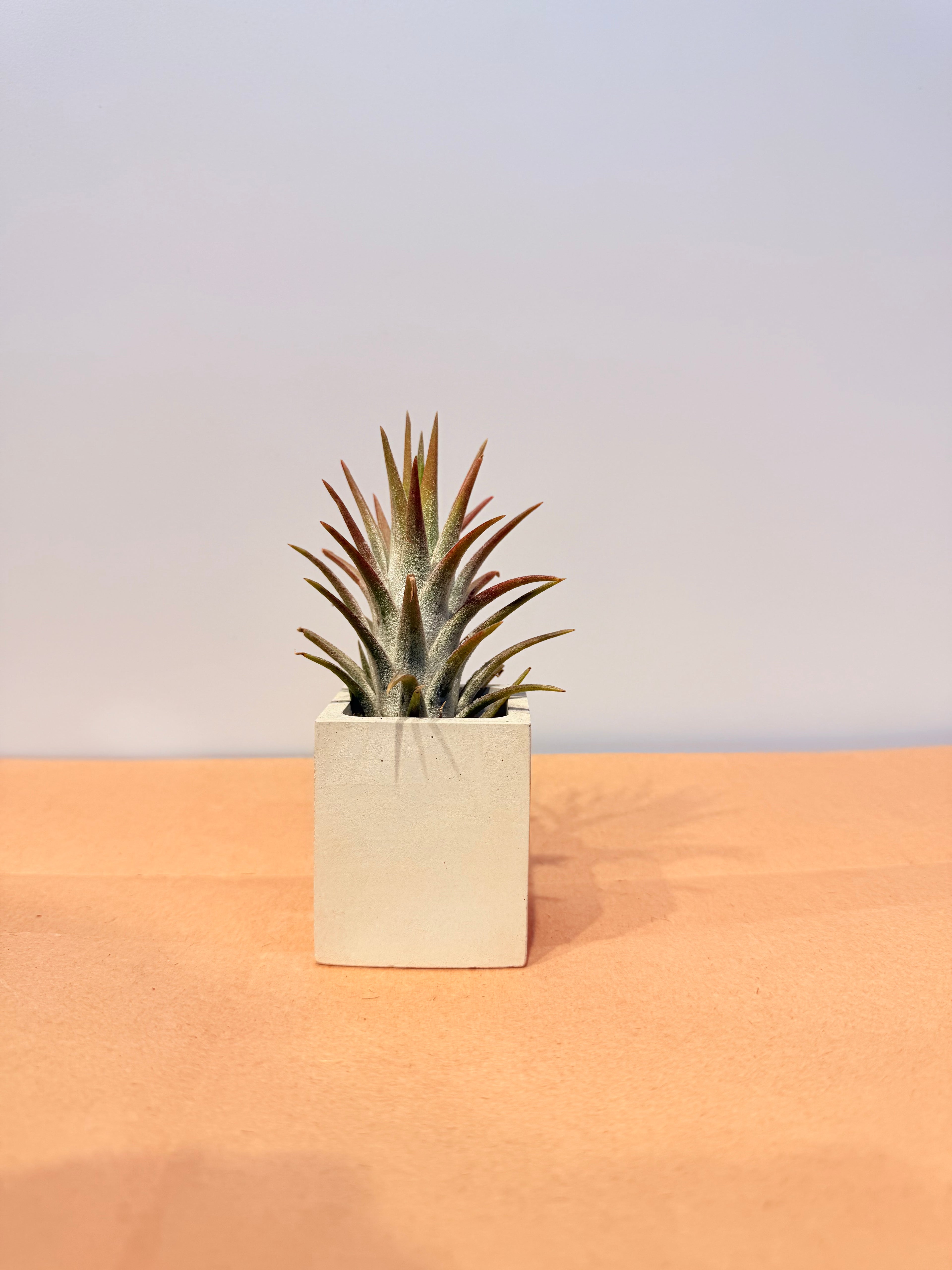 Till. ionantha var. van-hyningii