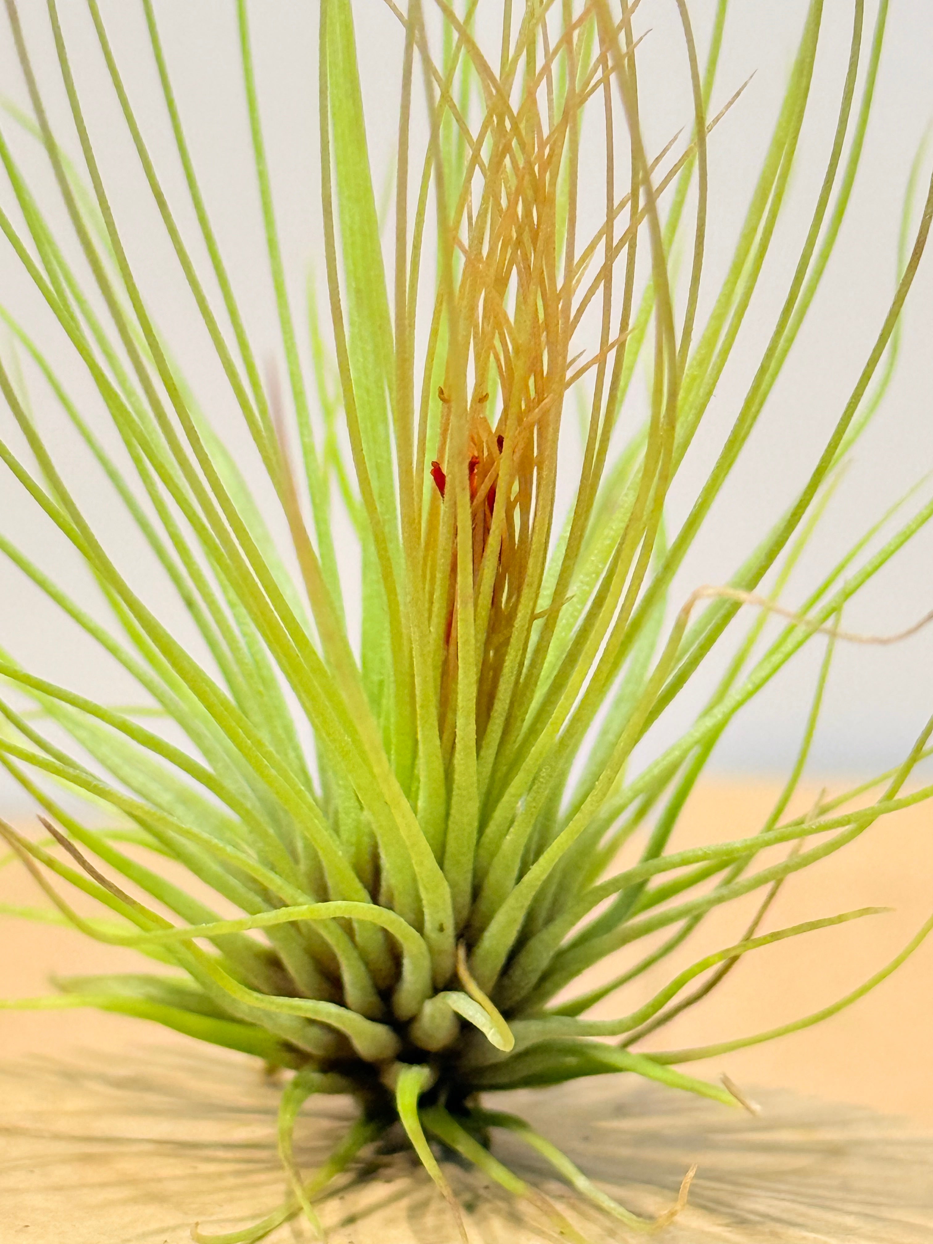 Till. Andreana red mini + rodaja