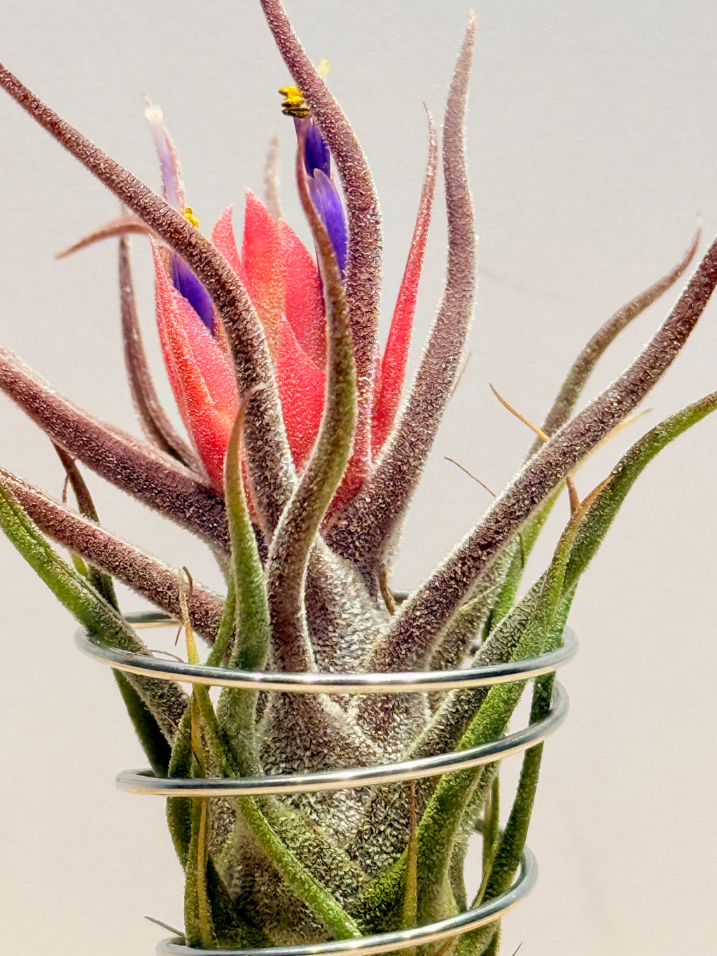 Till. Colección 3.3 + maderas + especiales