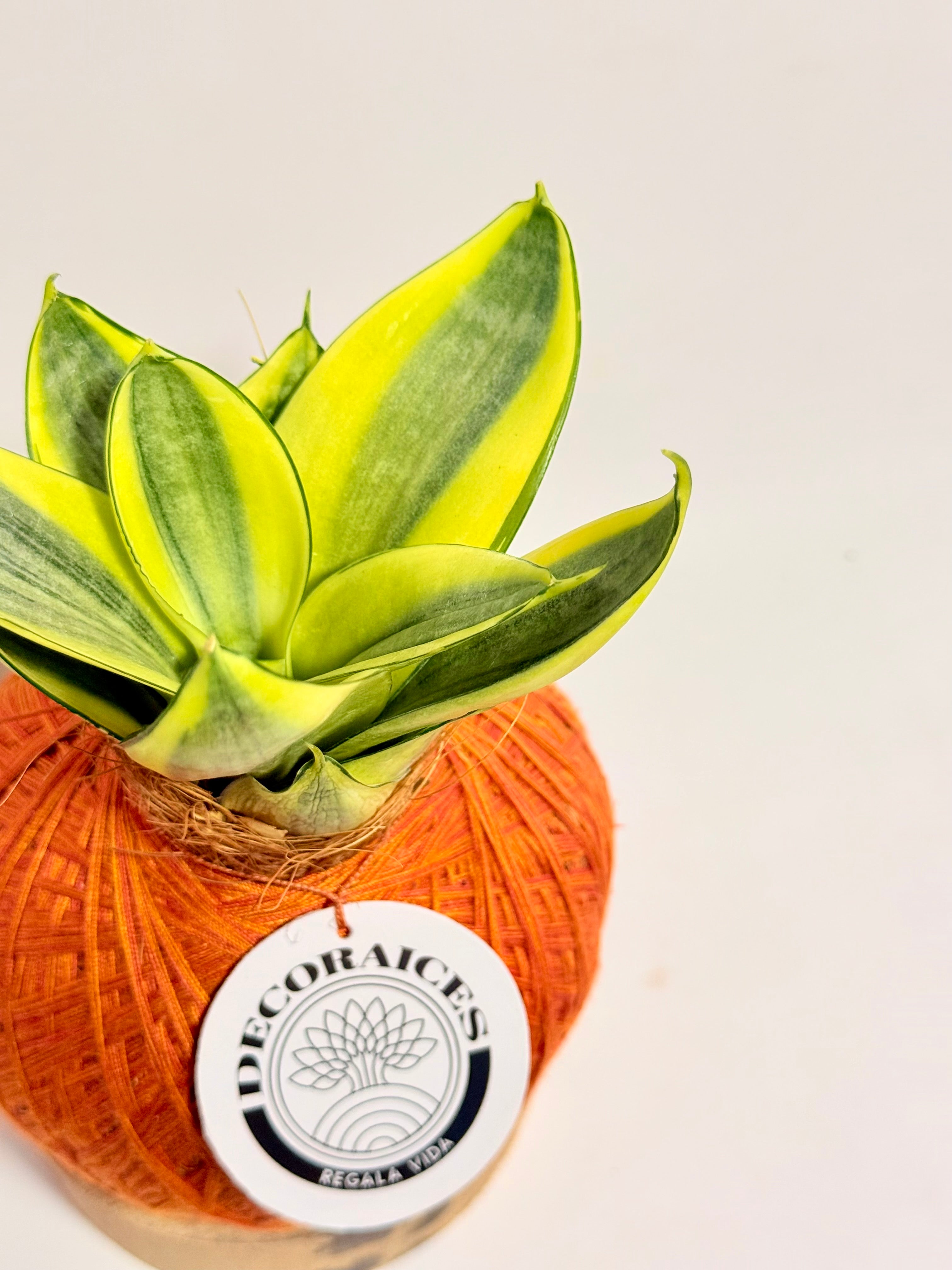 Kokedama Sansevieria Golden Hahnii