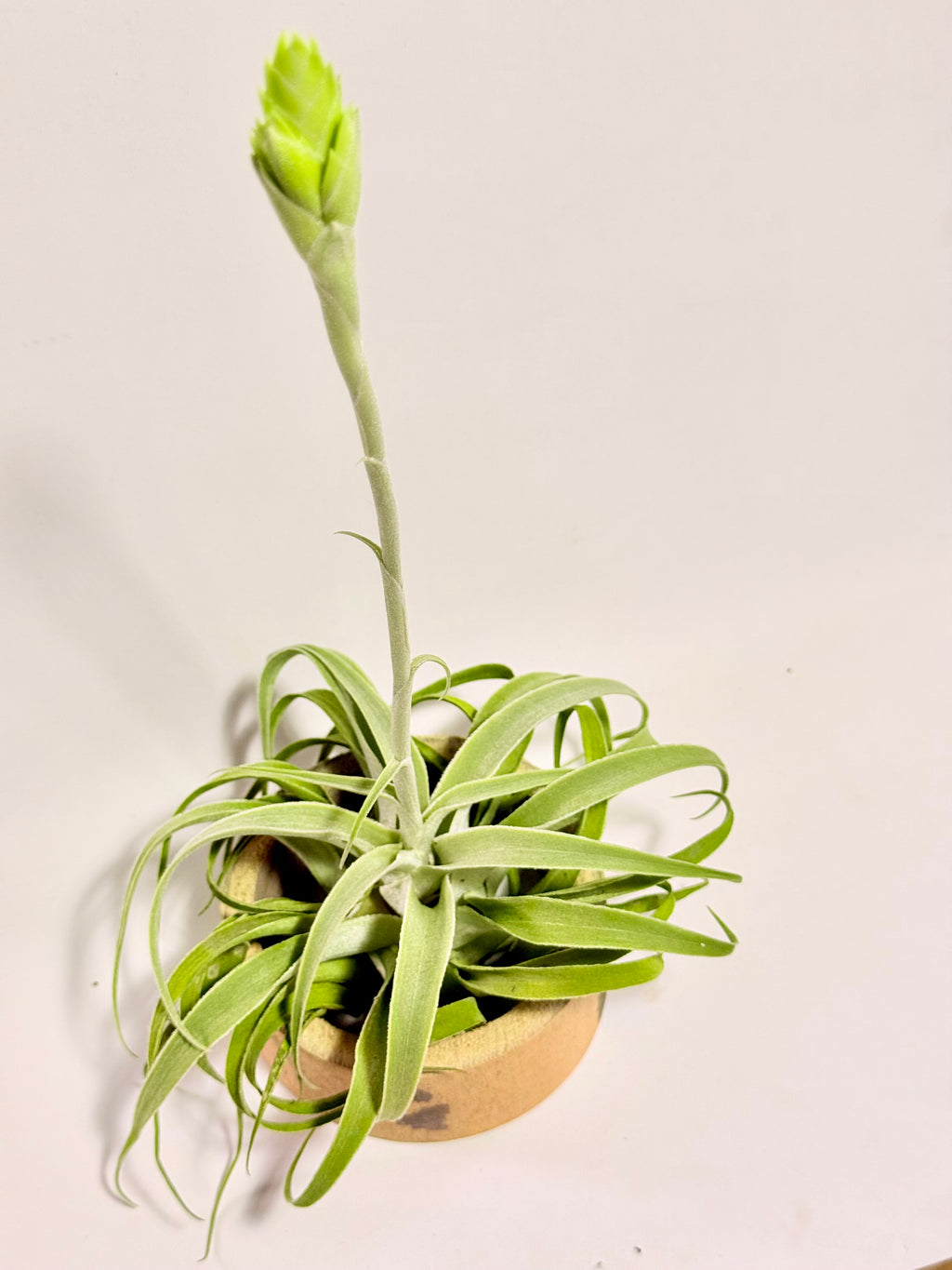 Tillandsia Cacticola regular form botón