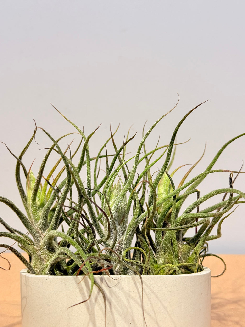 Till. Guatemala x3 mini + matera