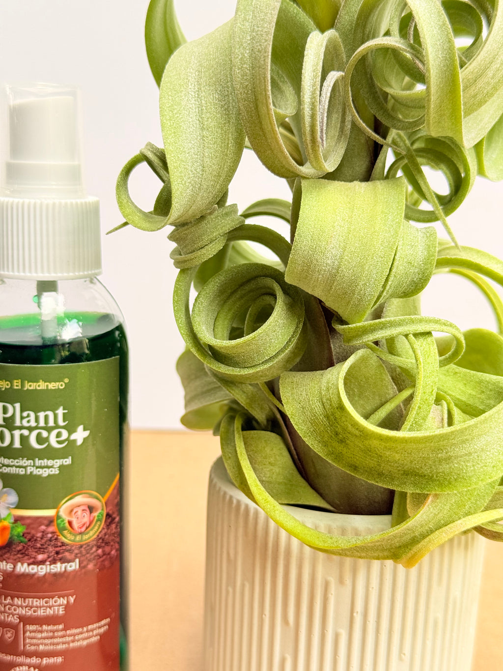 Kit Till. Curly slim m + plant force + matera