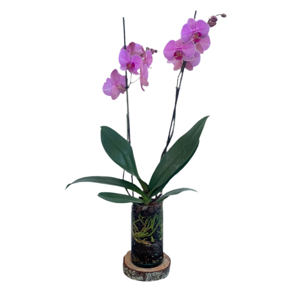 Premium Lilac Multiflora Orchid 