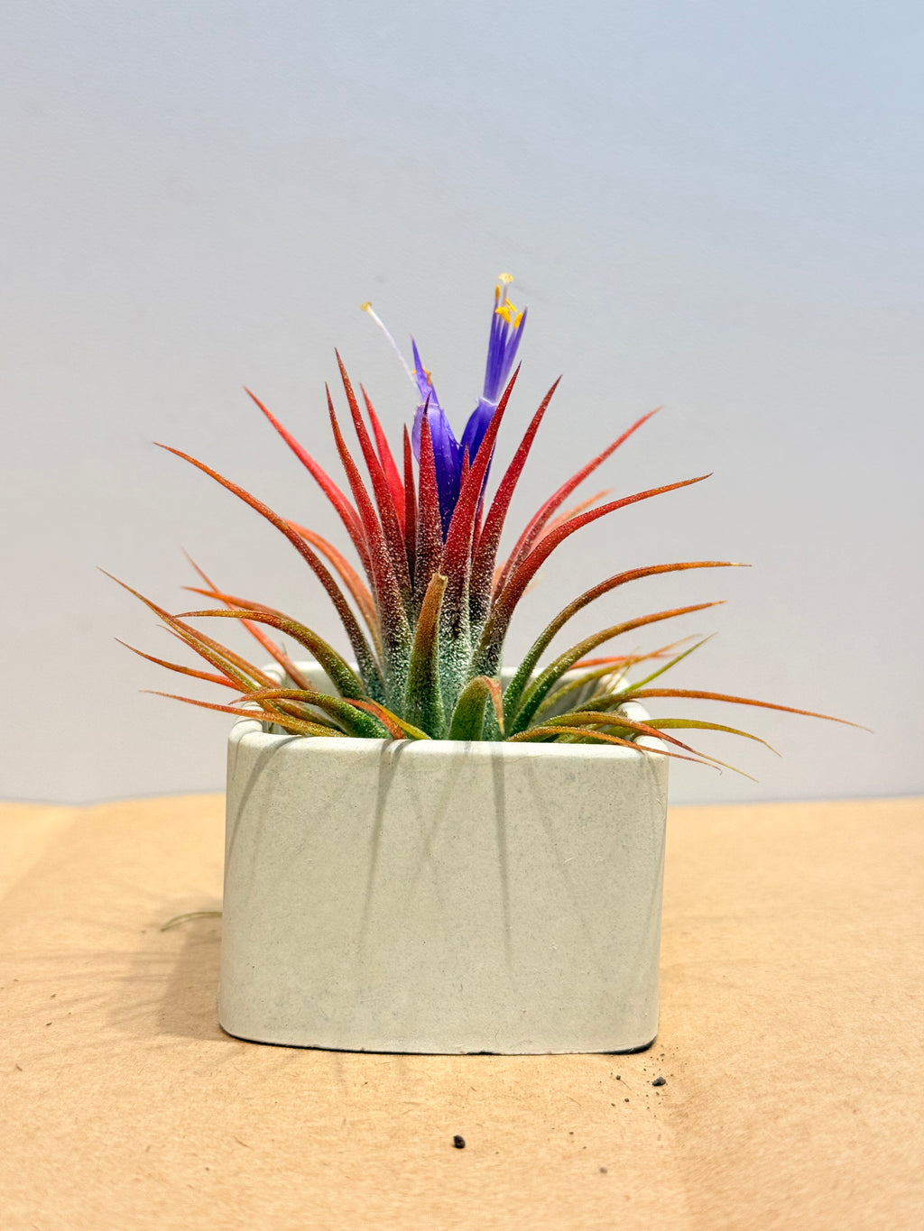 Till. Ionantha red + matera