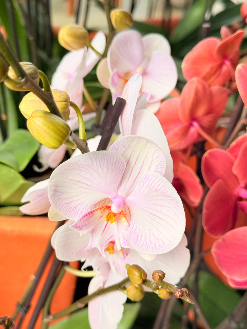 Kokedama Orquídea Premium Rosa 2V