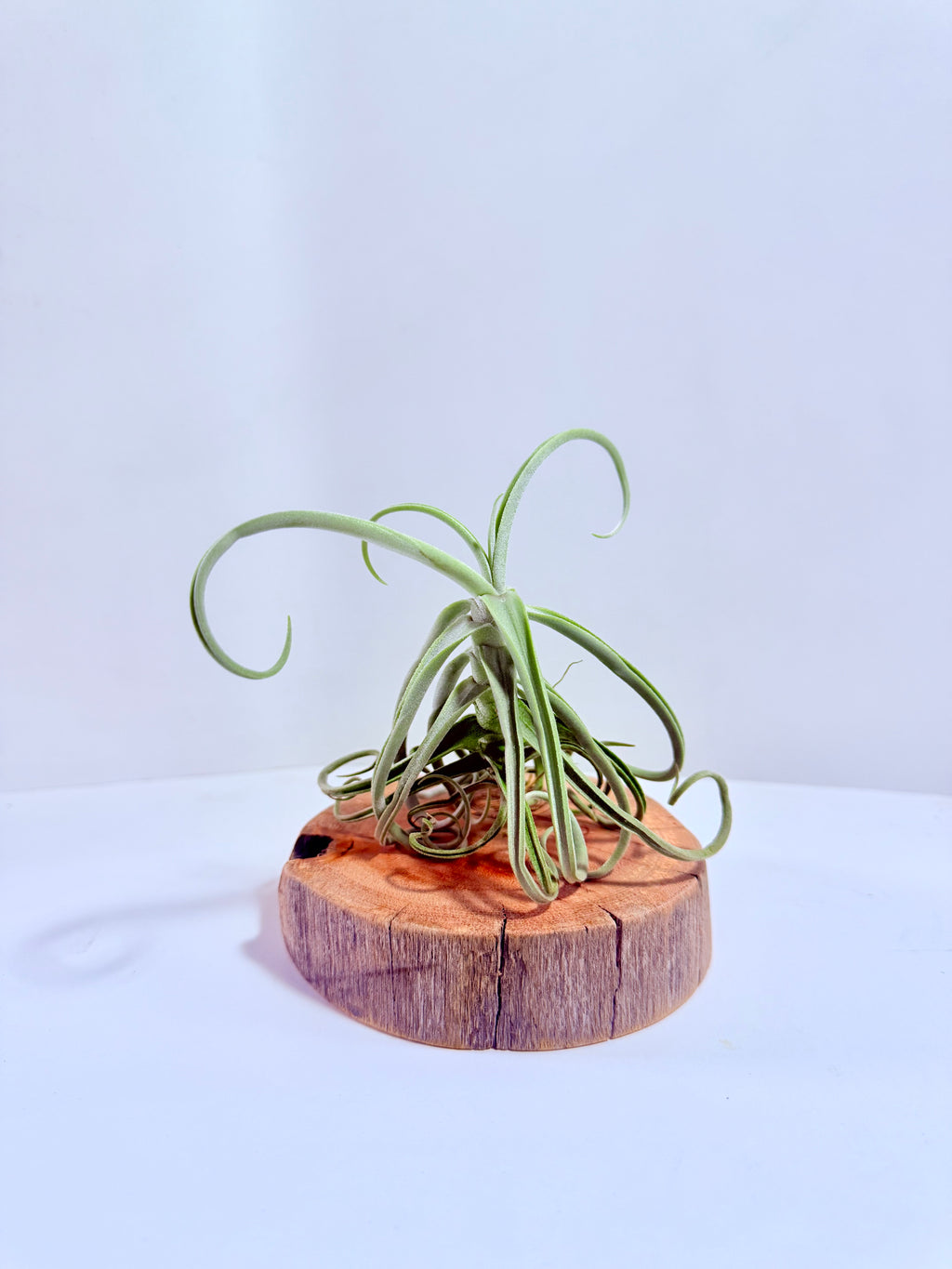 Tillandsia Duratii S + Rodaja de Madera