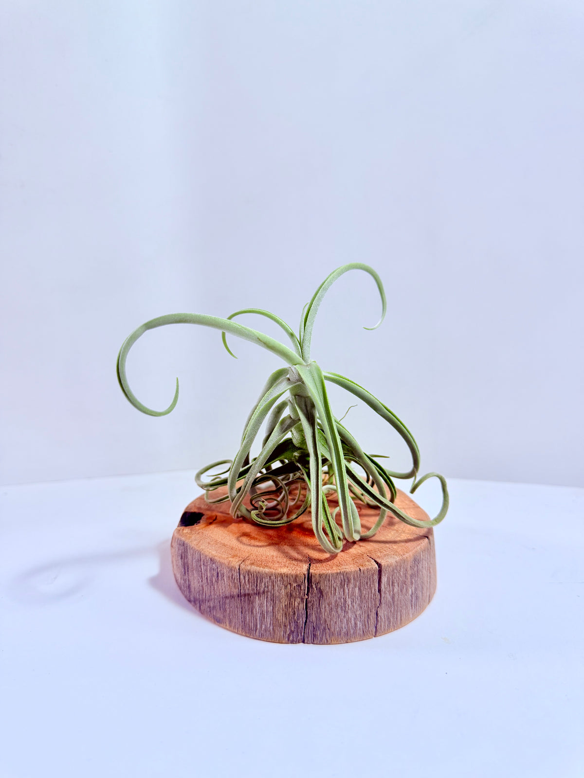 Tillandsia Duratii S + Rodaja de Madera