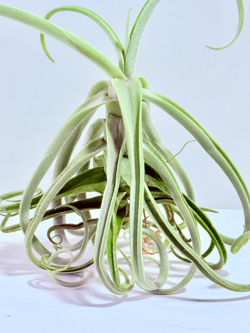 Tillandsia Duratii S