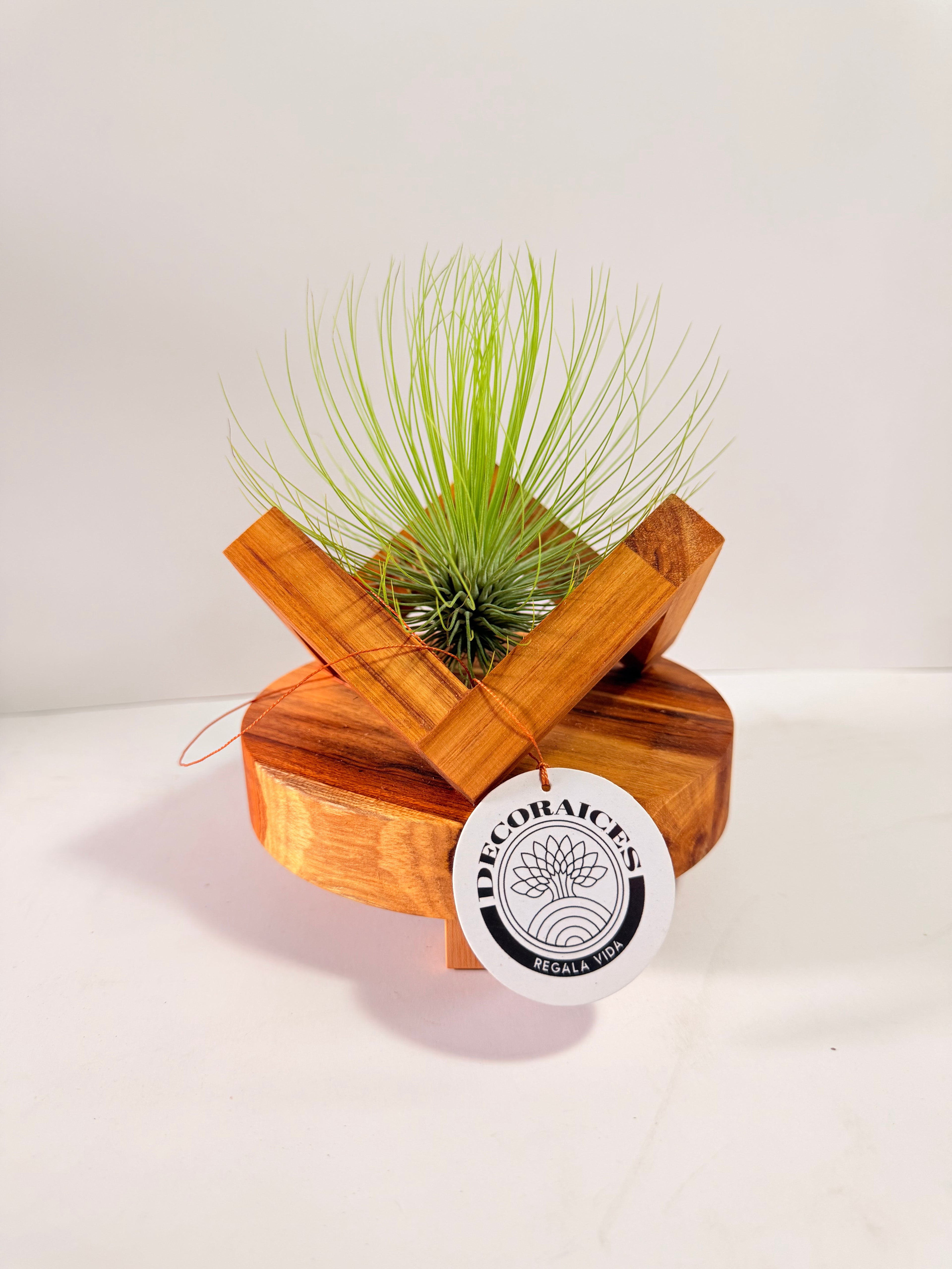 Tillandsia  Andreana M + matera