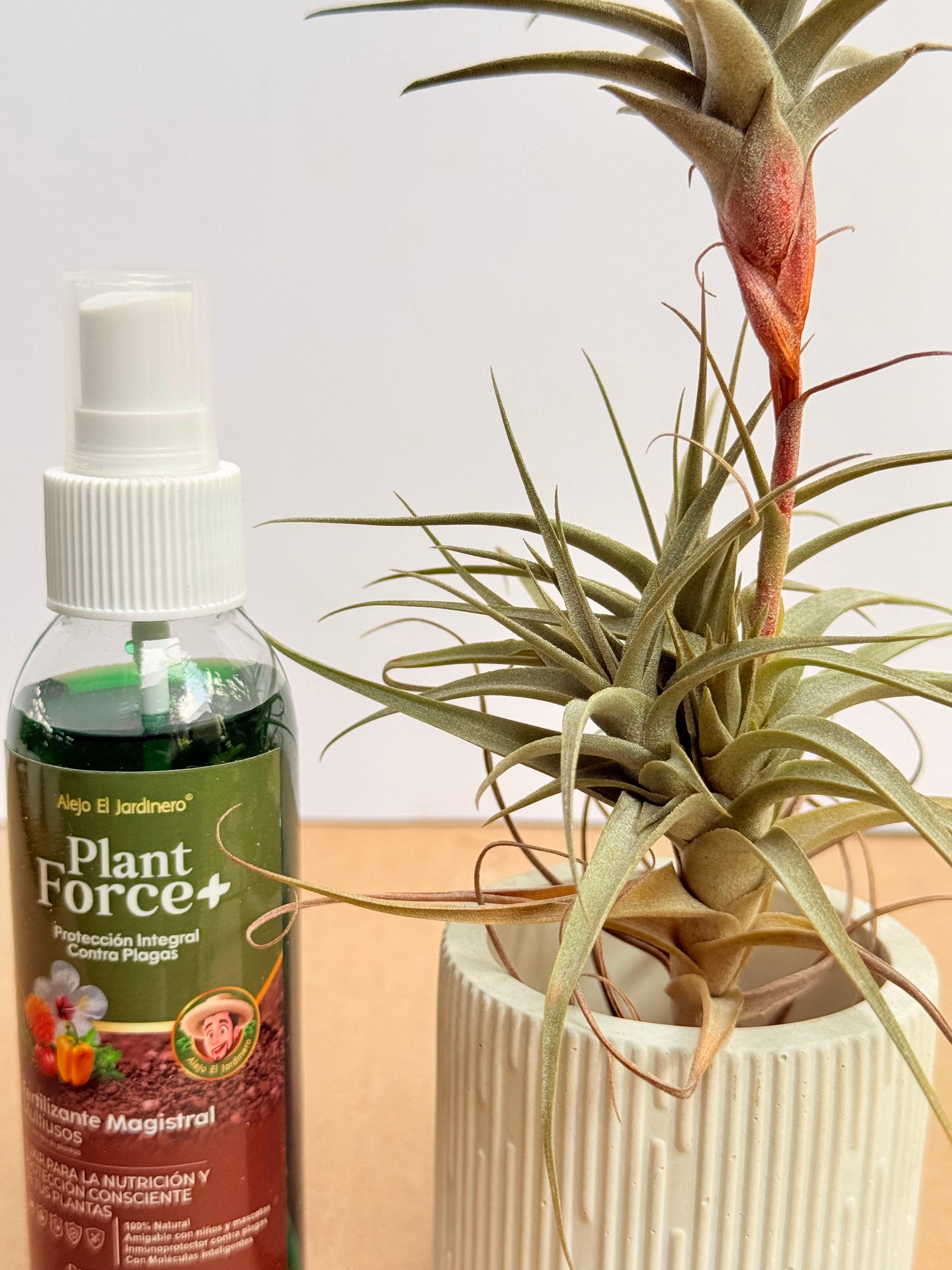 Kit Till. Mororum + plant force + matera