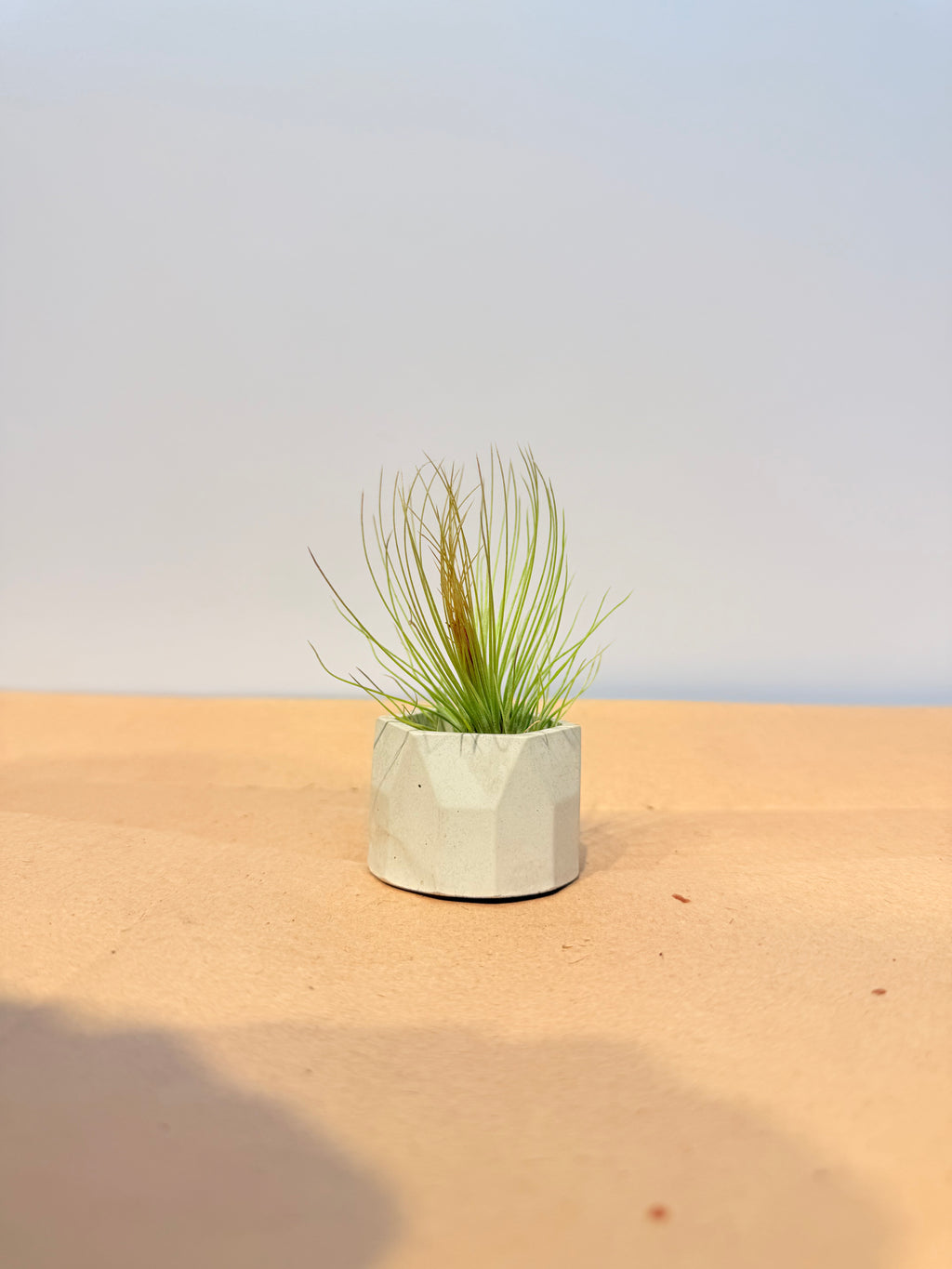 Till. Andreana red mini + matera