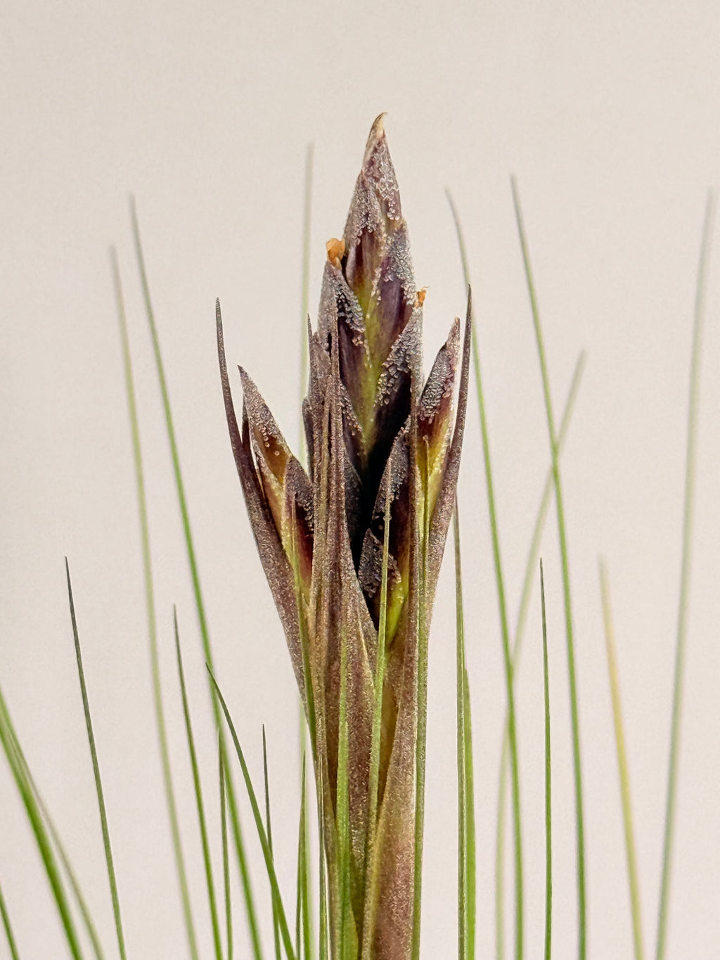 Tillandsia  Juncea + matera