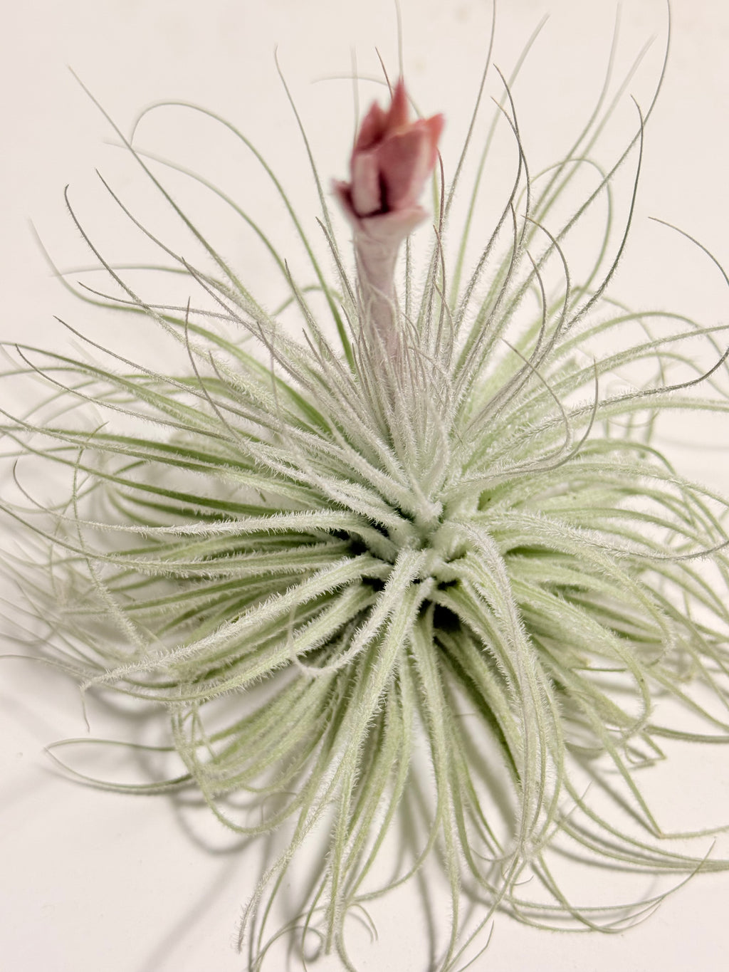 Tillandsia  Tectorum