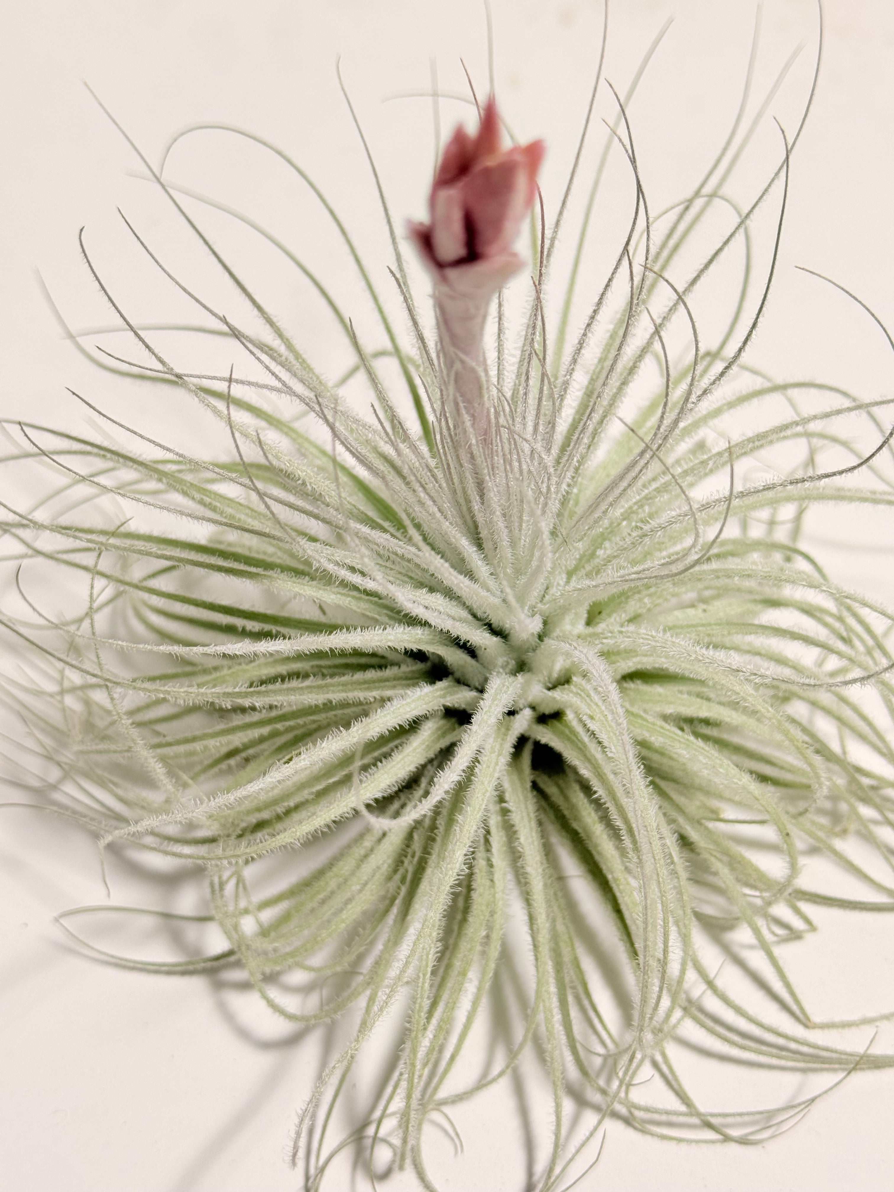Tillandsia  Tectorum