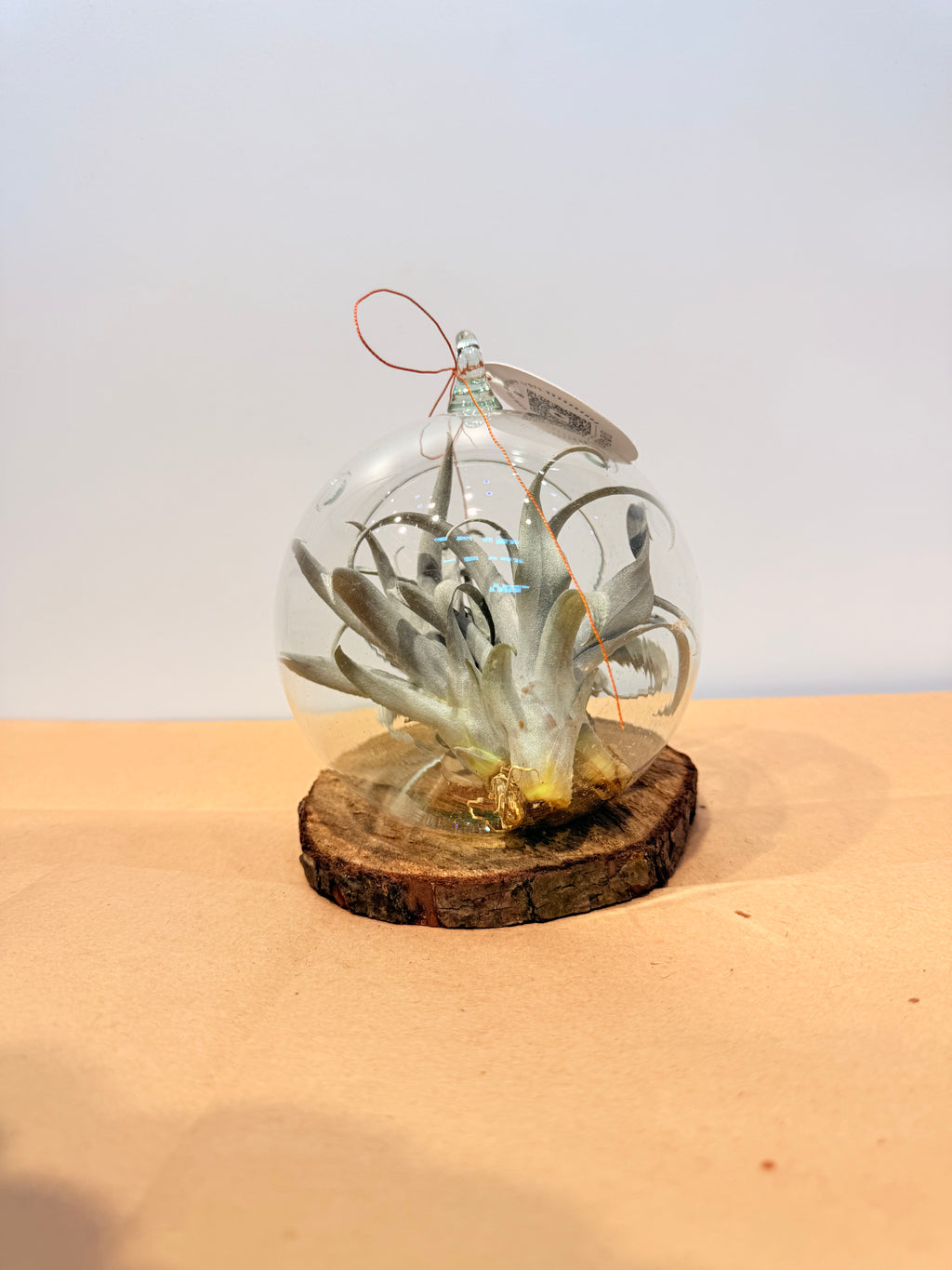 Till. Yellow Star mini x3 terrario + base