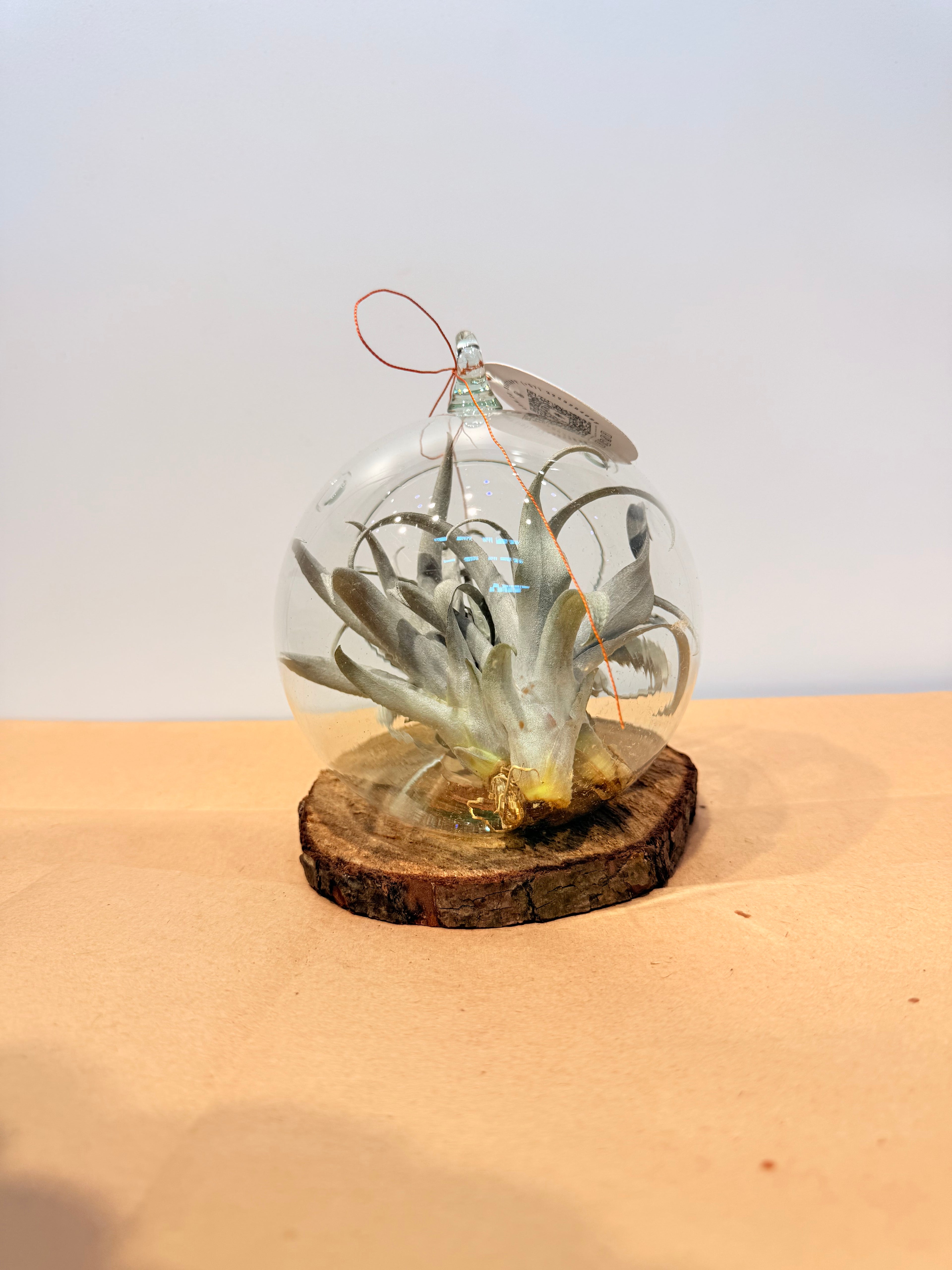 Till. Yellow Star mini x3 terrario + base