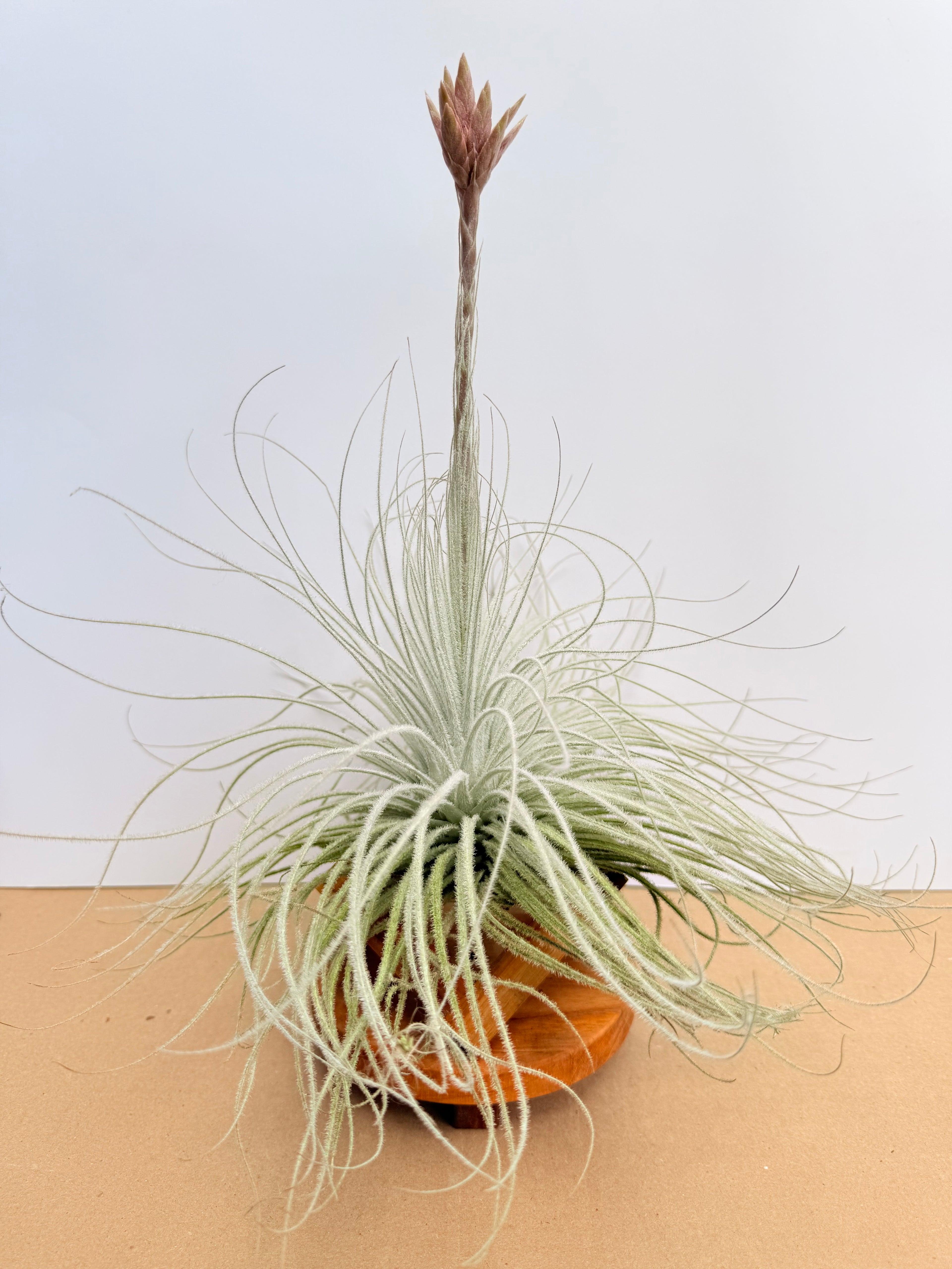 Kit Till. Tectorum + plant force + base madera teca