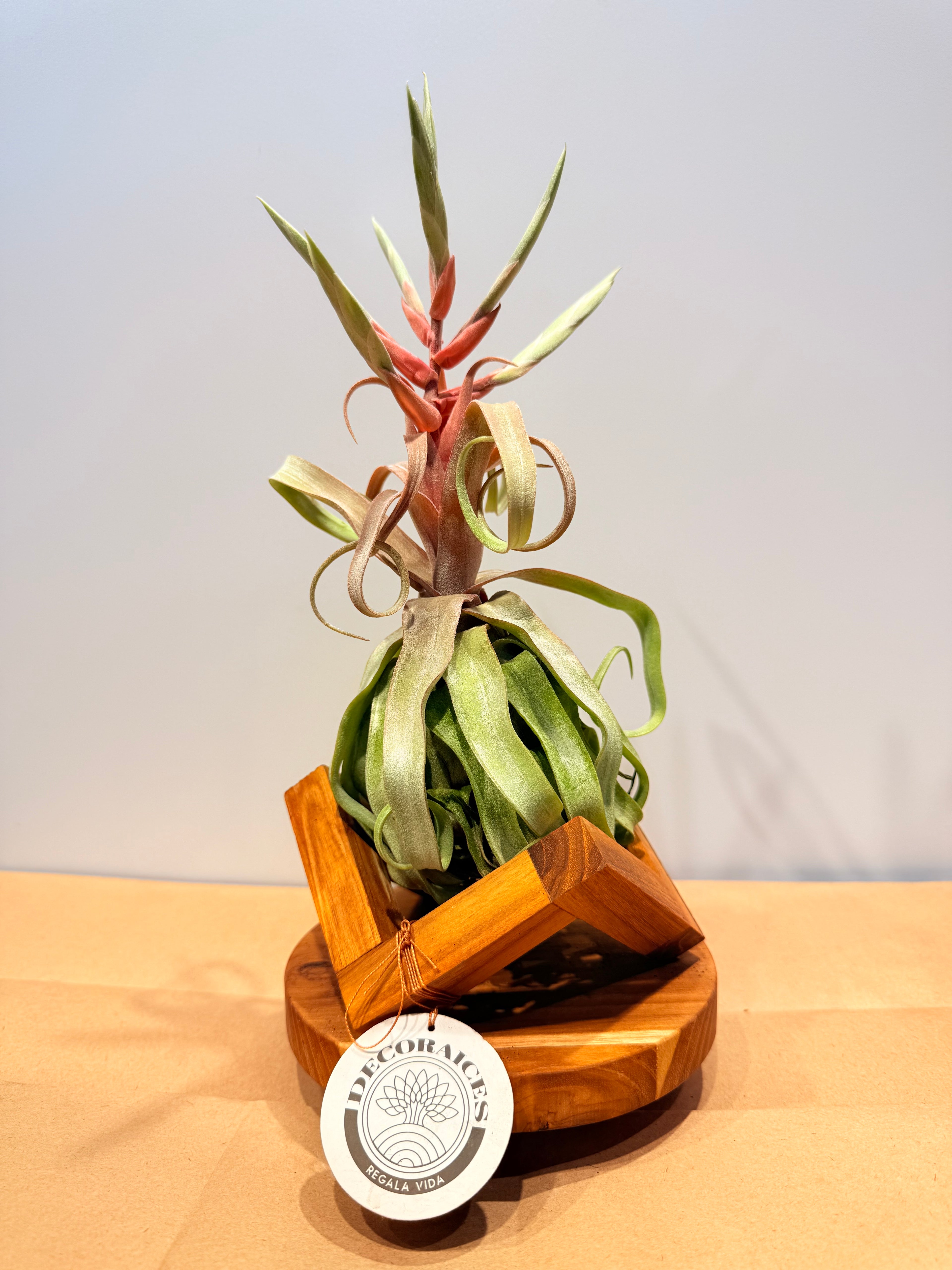 Tillandsia streptophylla + base teca
