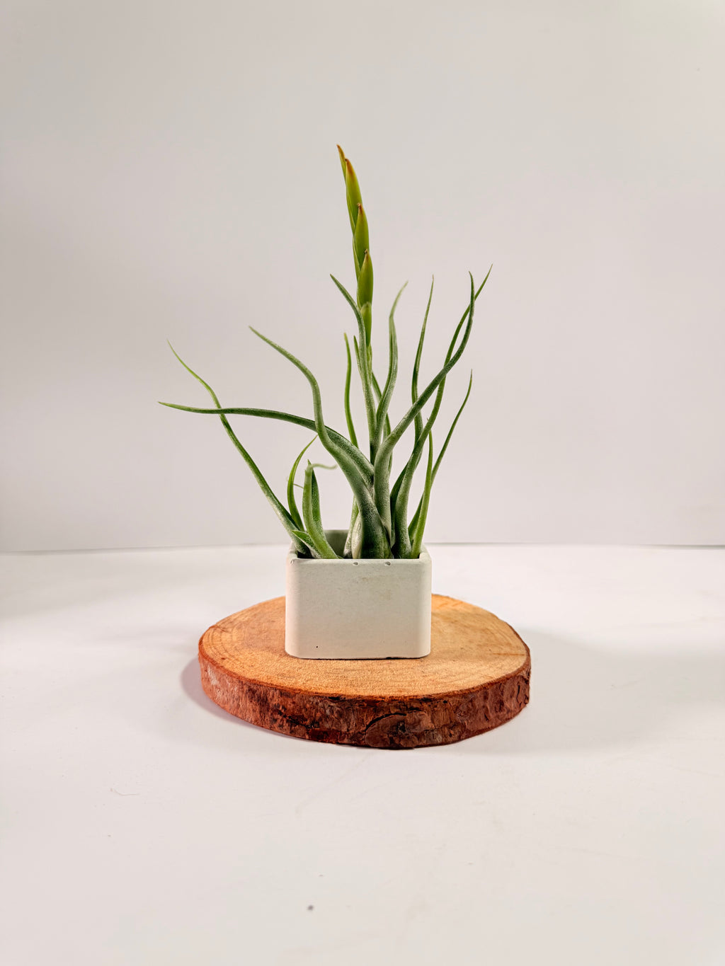 Tillandsia Caput medusae