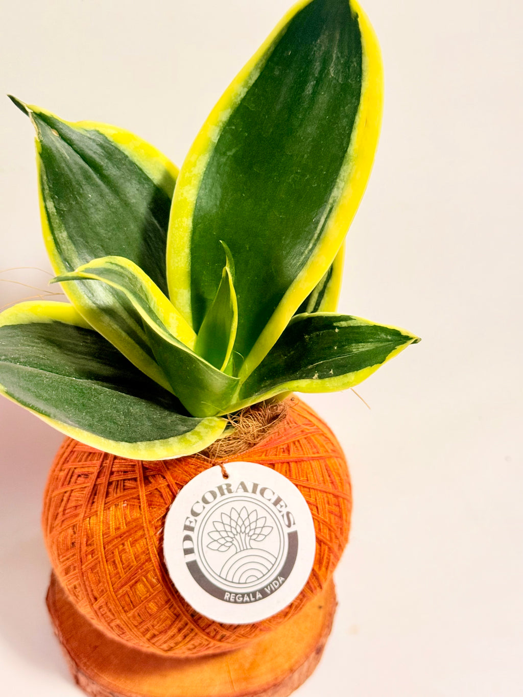 Kokedama sansevieria verde variegada mexicana
