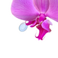 Orquídea Premium Lila Multiflora