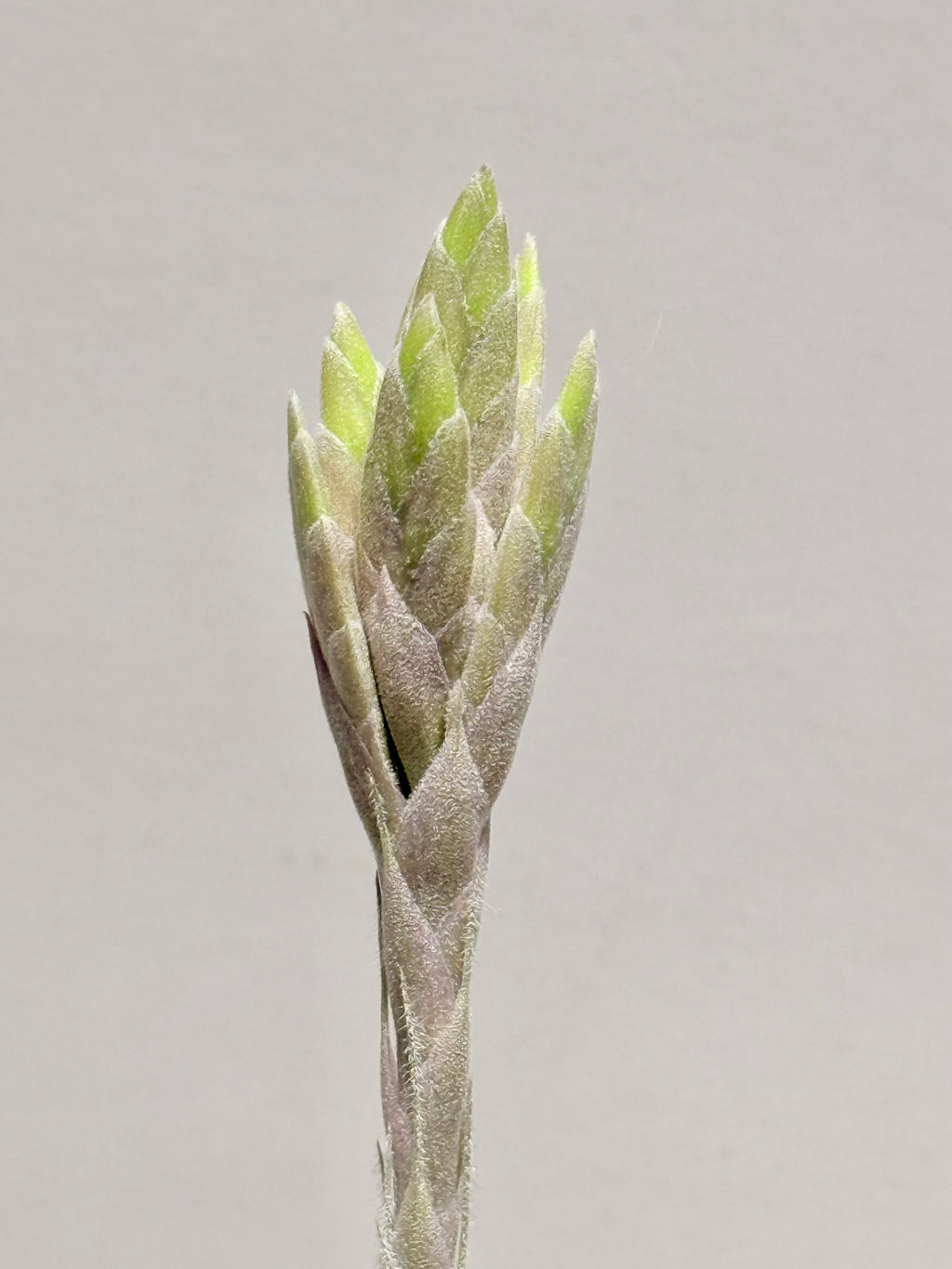 Kit Tillandsia tectorum S + fertilizante