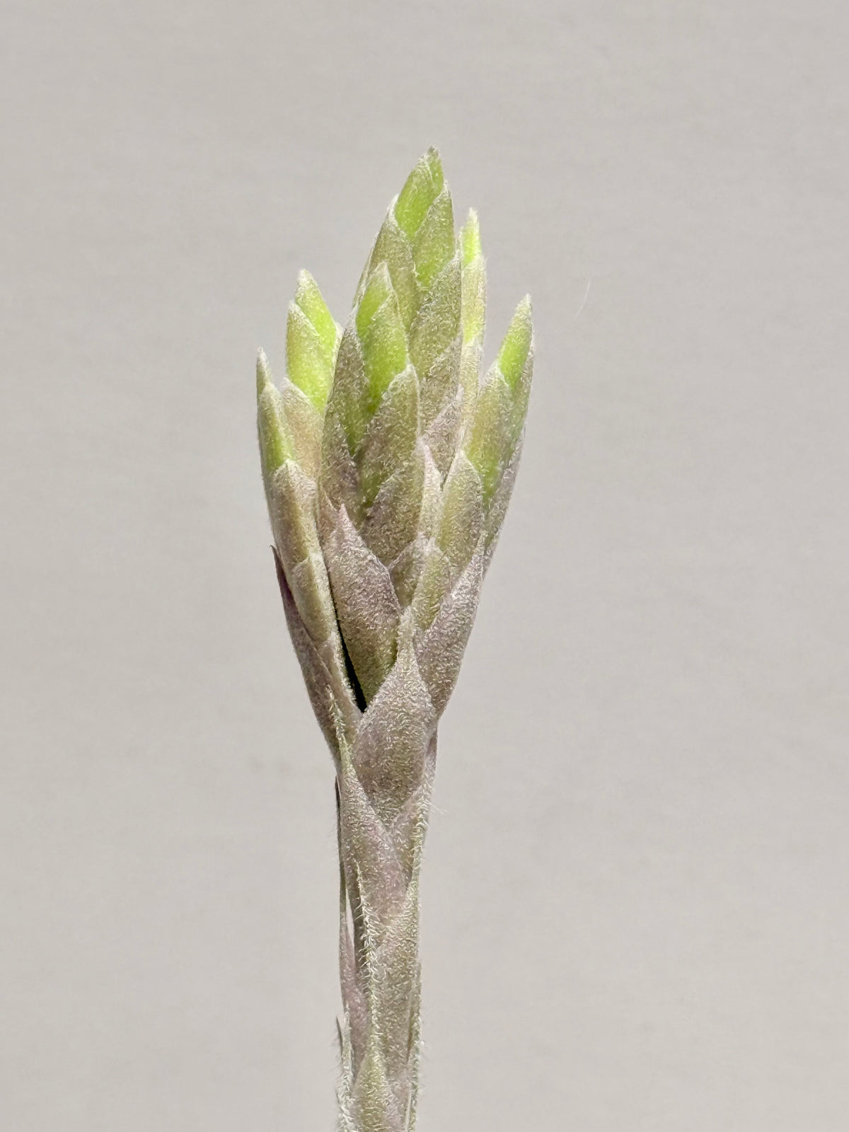 Kit Tillandsia tectorum S + fertilizante