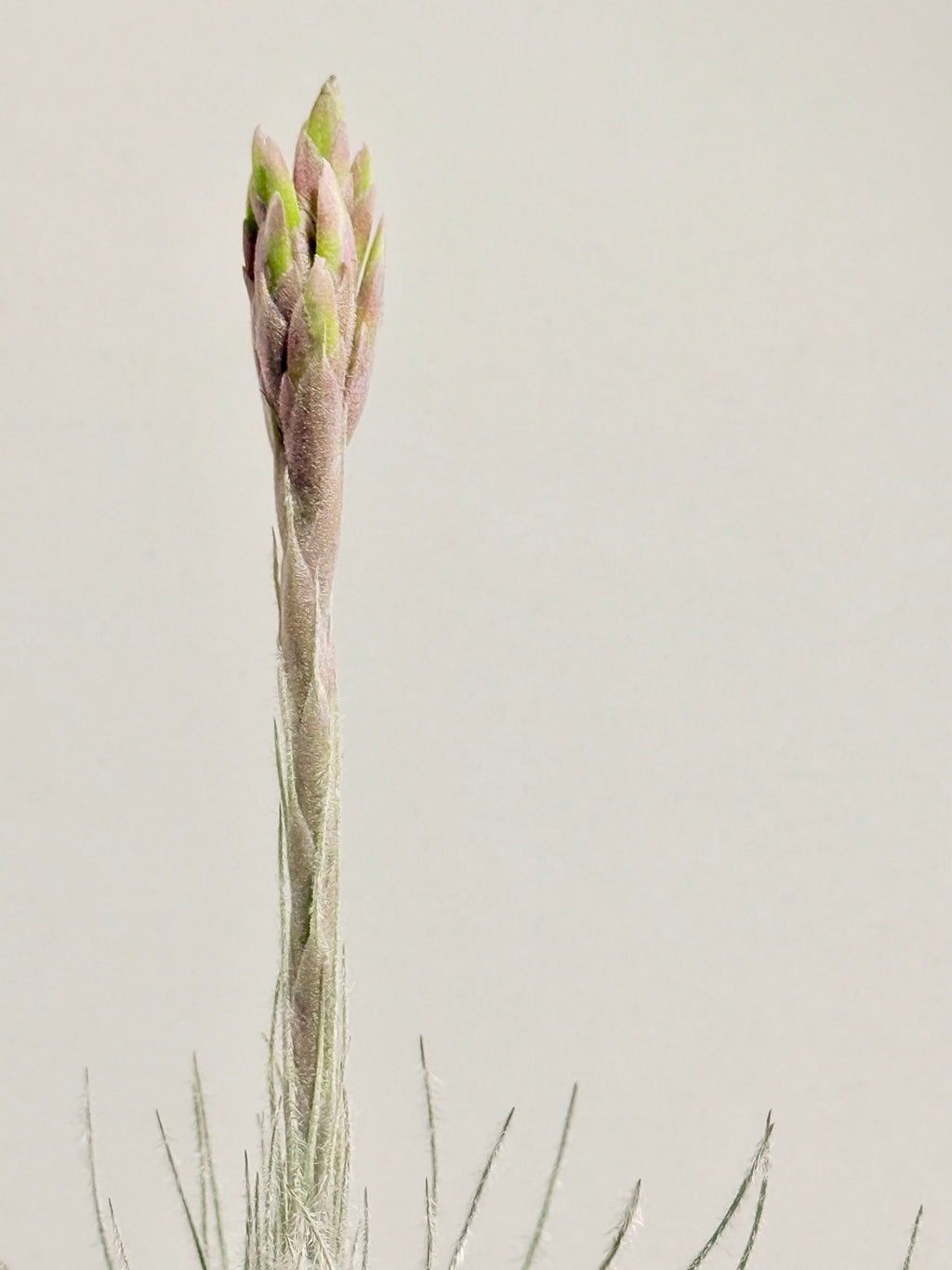 Tillandsia  Tectorum + matera blanca