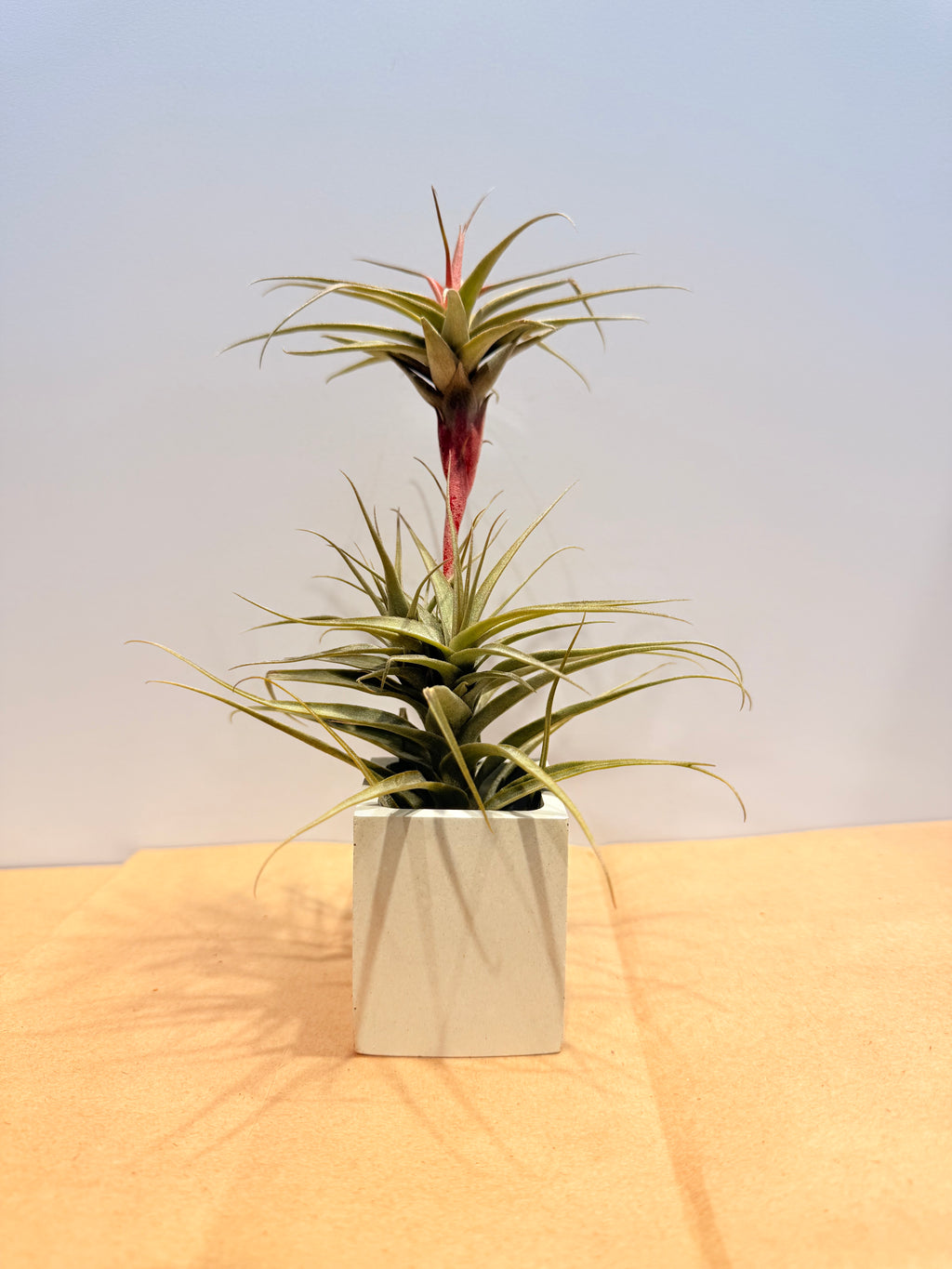 Till. Mororum + matera