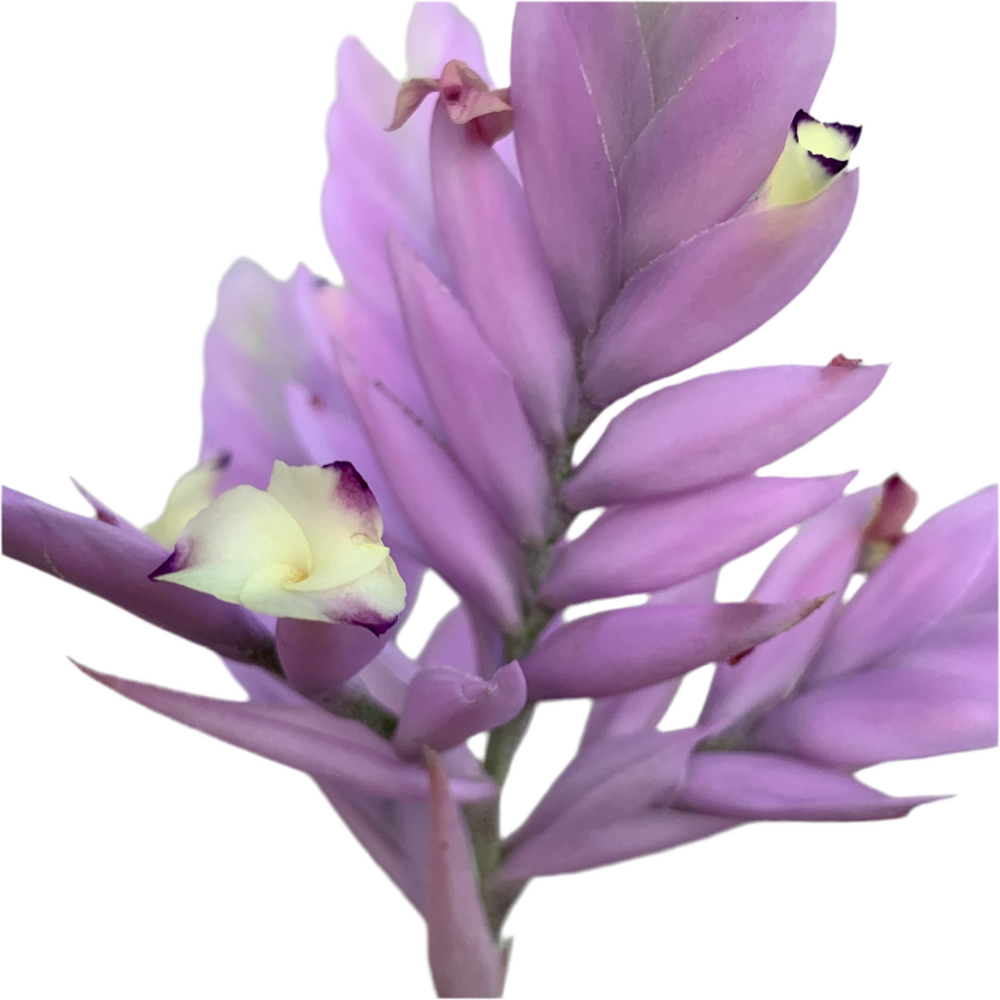 Till. Cacticola regular form
