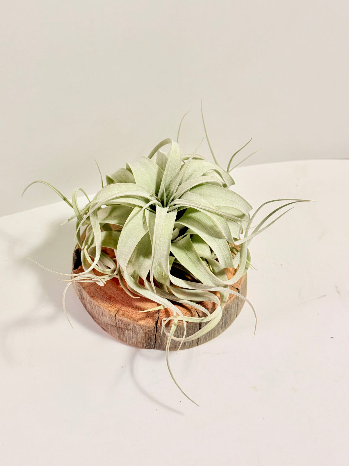 Kit Till. Xerographica S + rodaja de madera + espiral + fertilizante