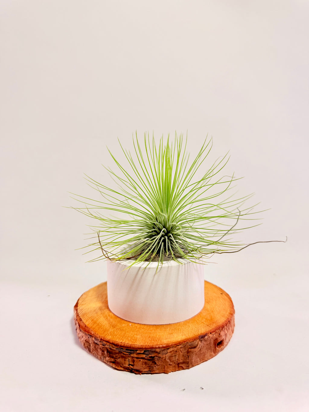 Tillandsia  Andreana M + matera