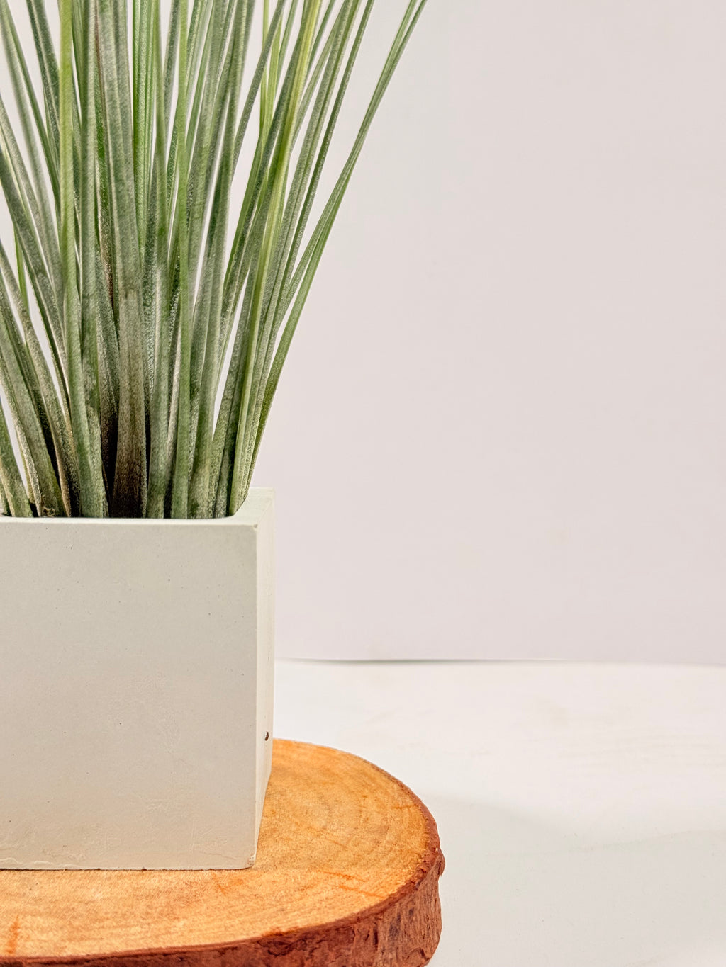 Tillandsia  Juncea + matera