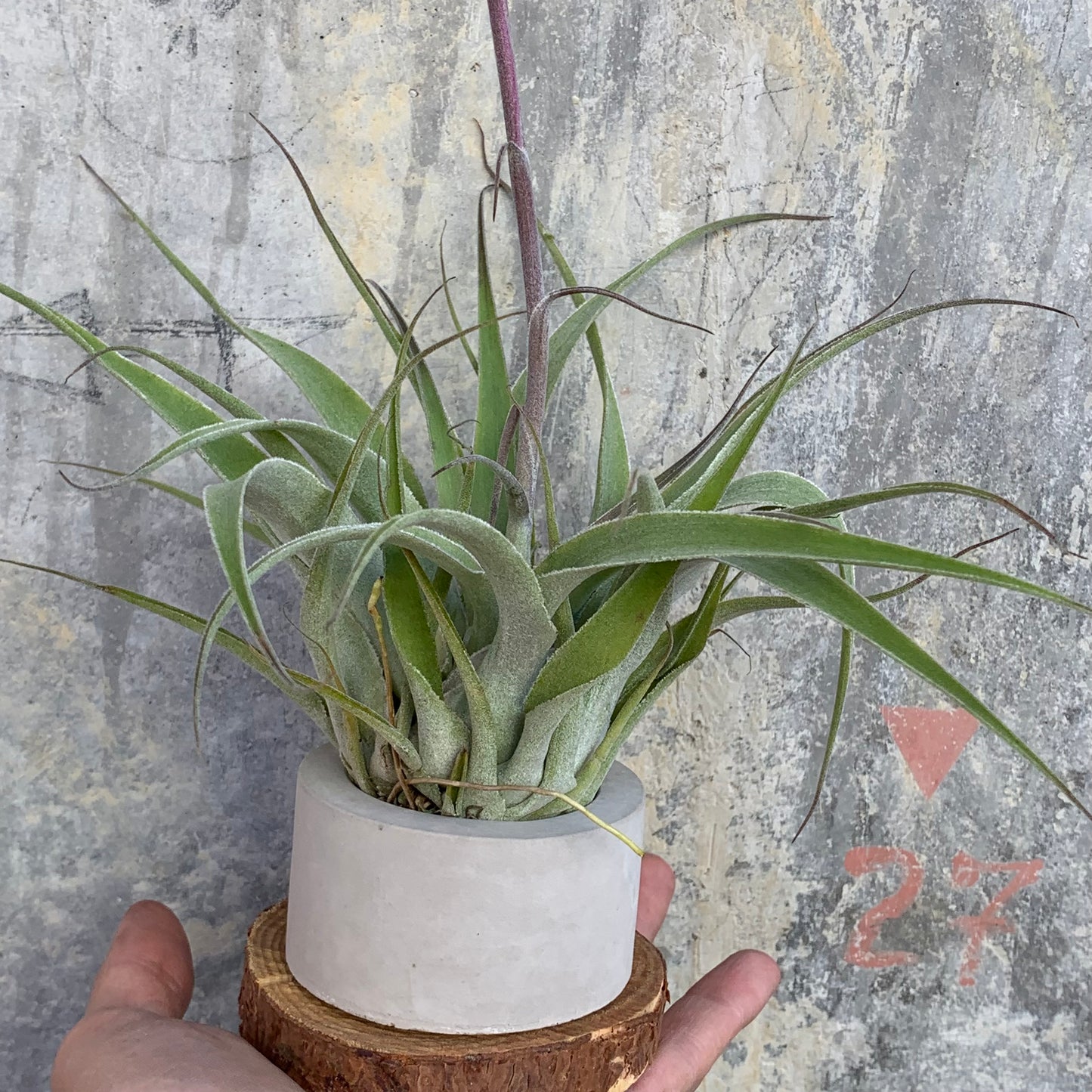 Till. Cacticola regular form