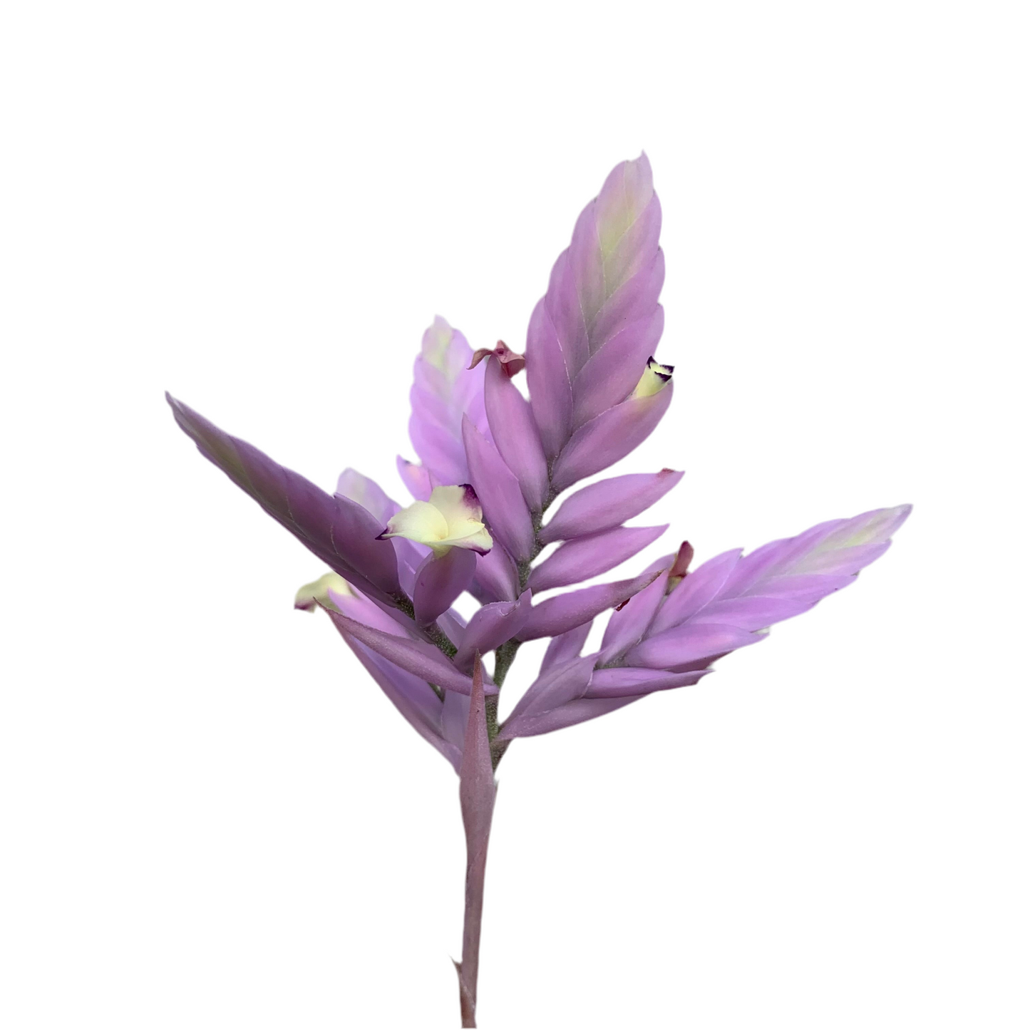 Till. Cacticola regular form