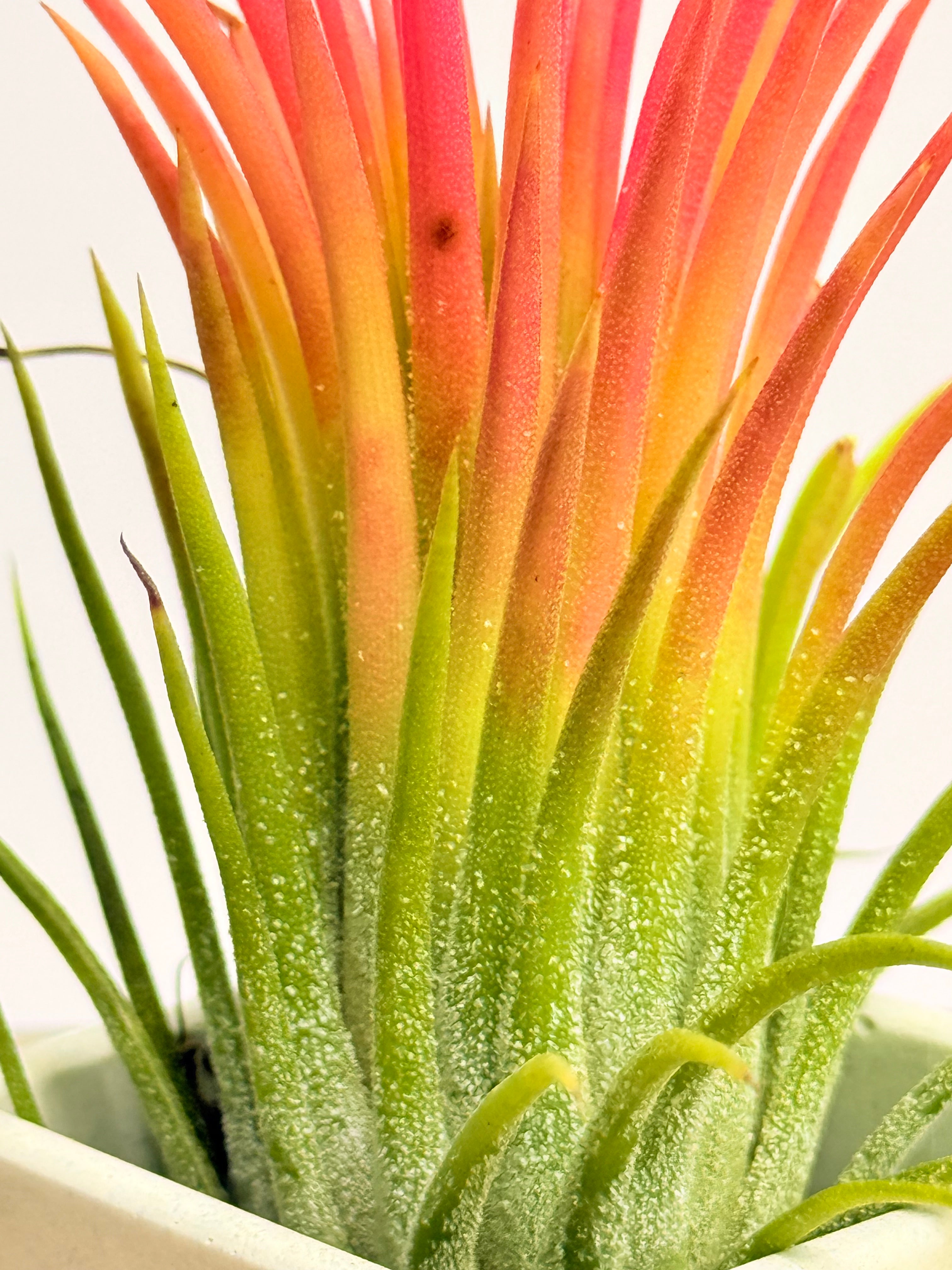 Kit Till. Ionantha red + plant force + matera