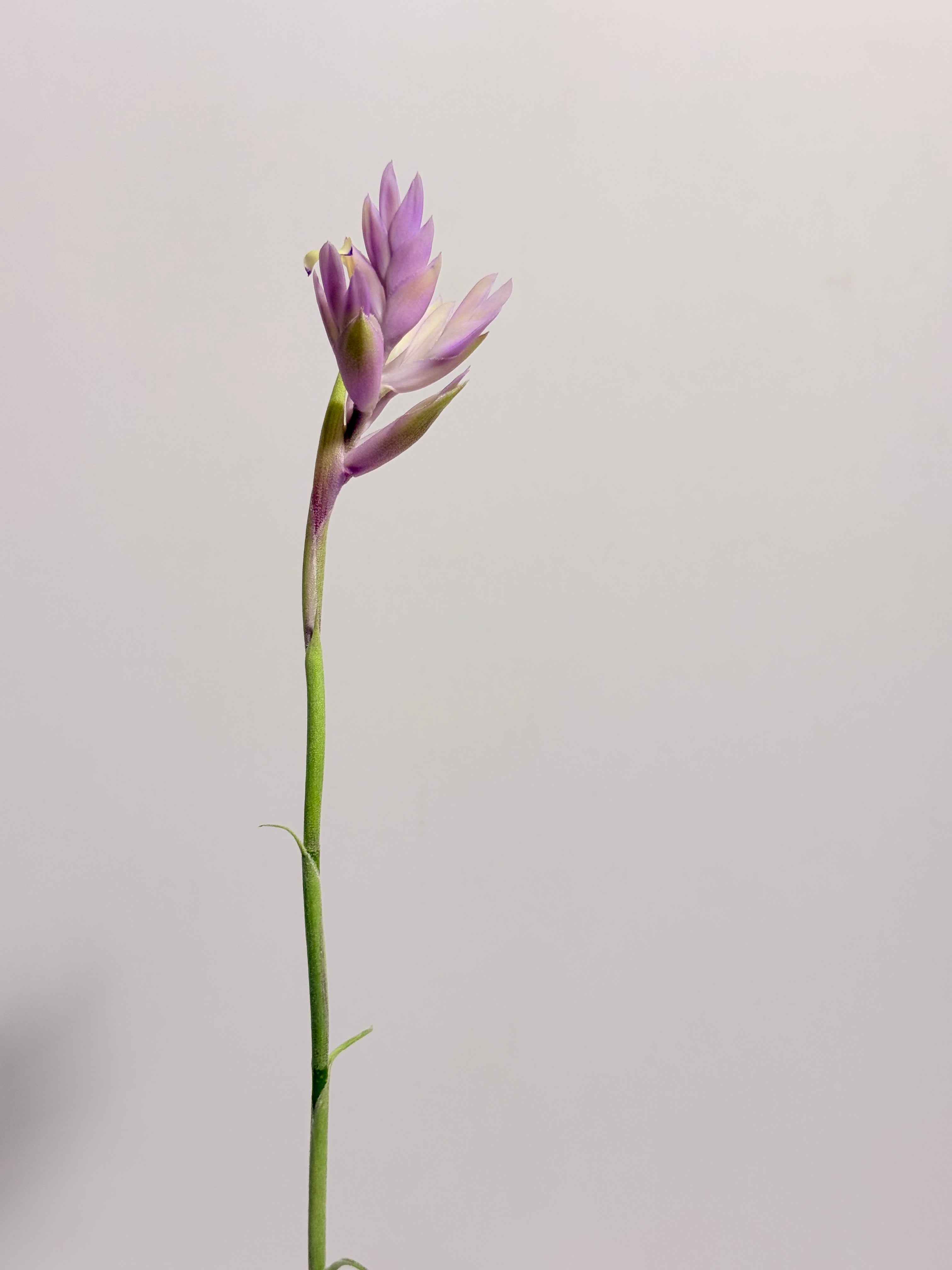 Tillandsia Cacticola regular form botón