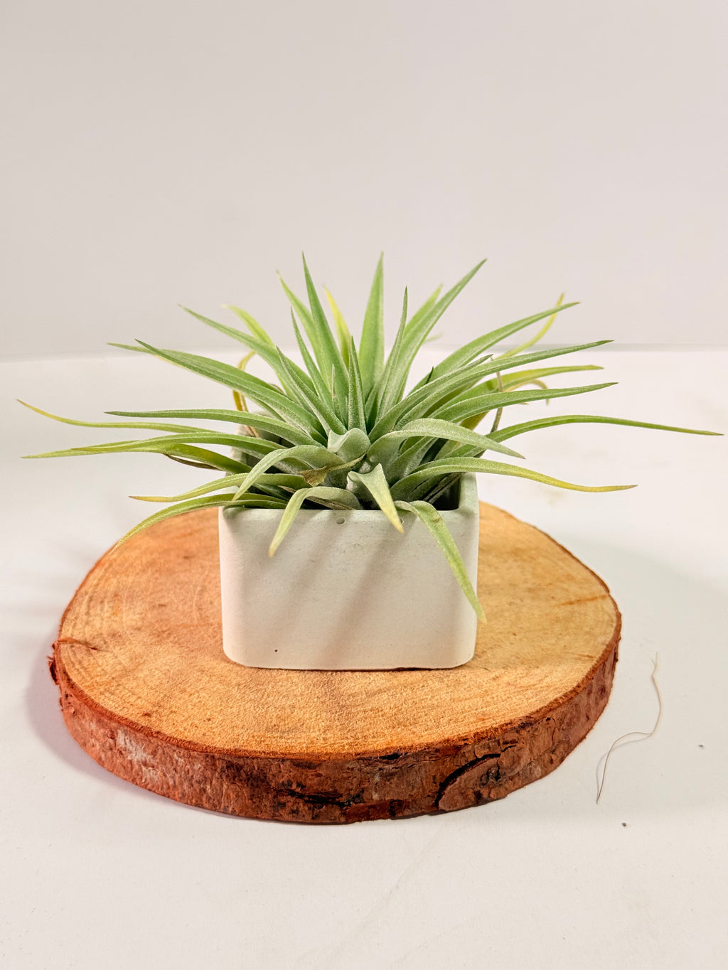 Tillandsia Plagiotropica