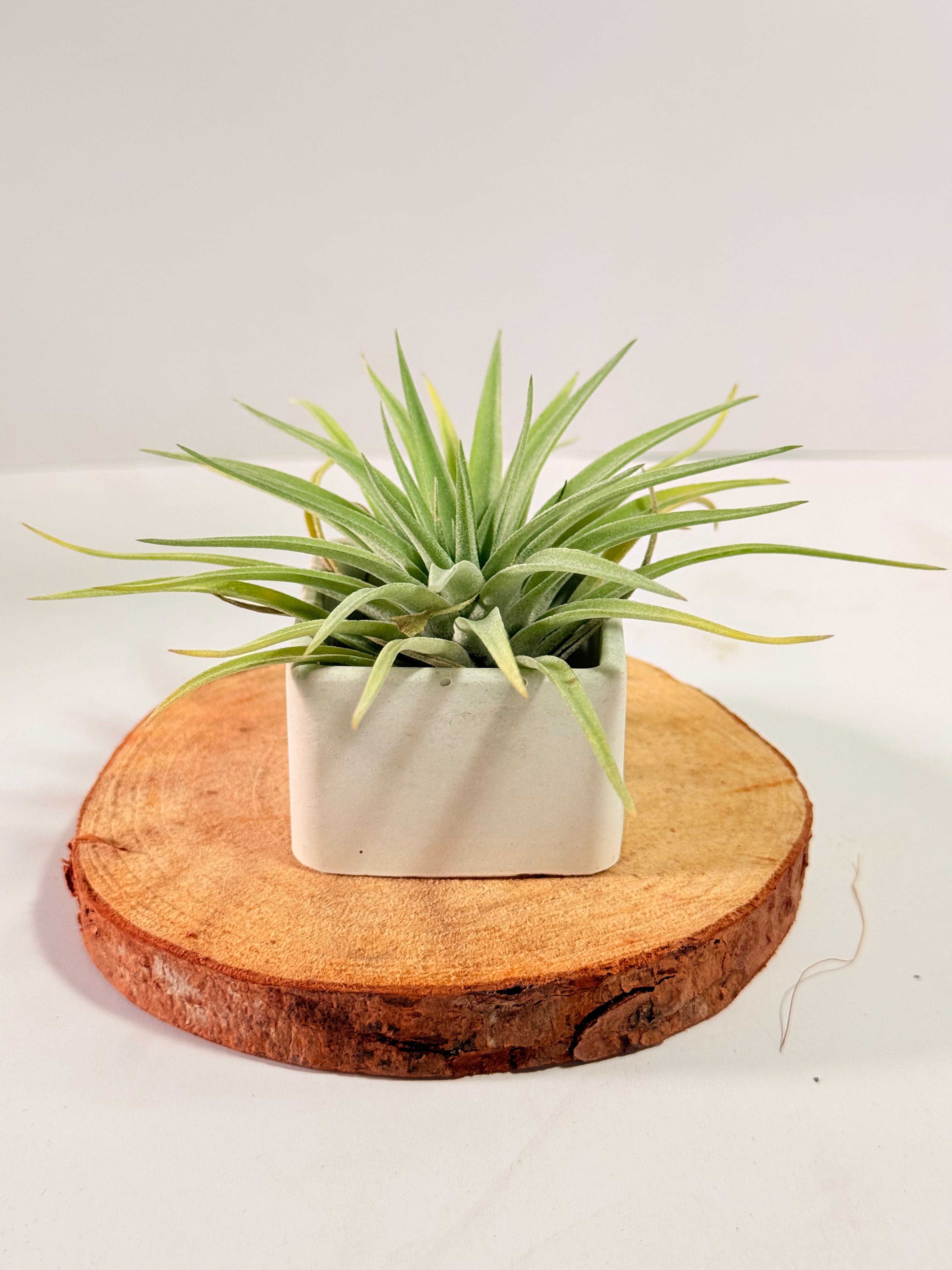 Tillandsia Plagiotropica