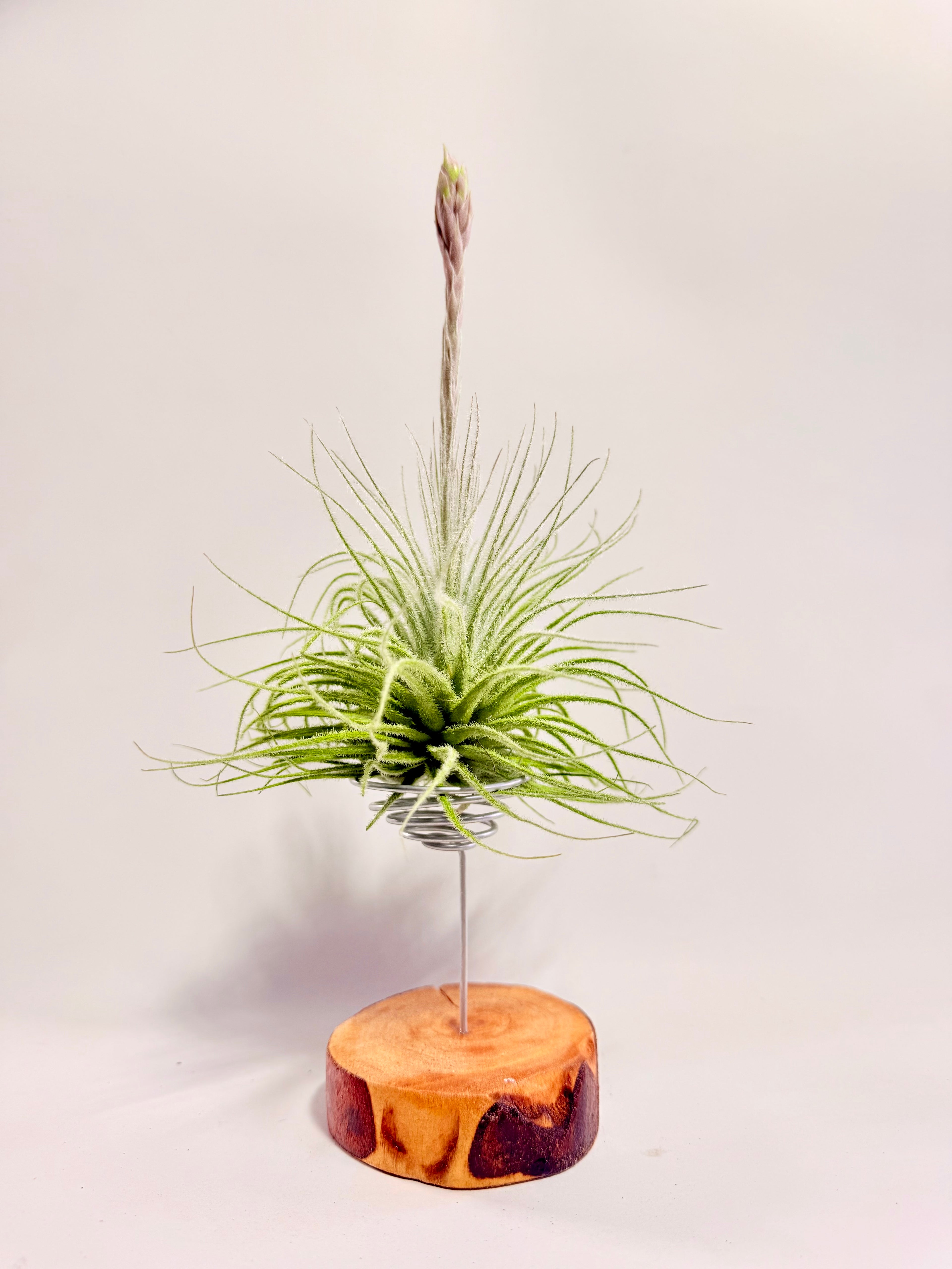 Tillandsia  Tectorum + matera blanca (copia)