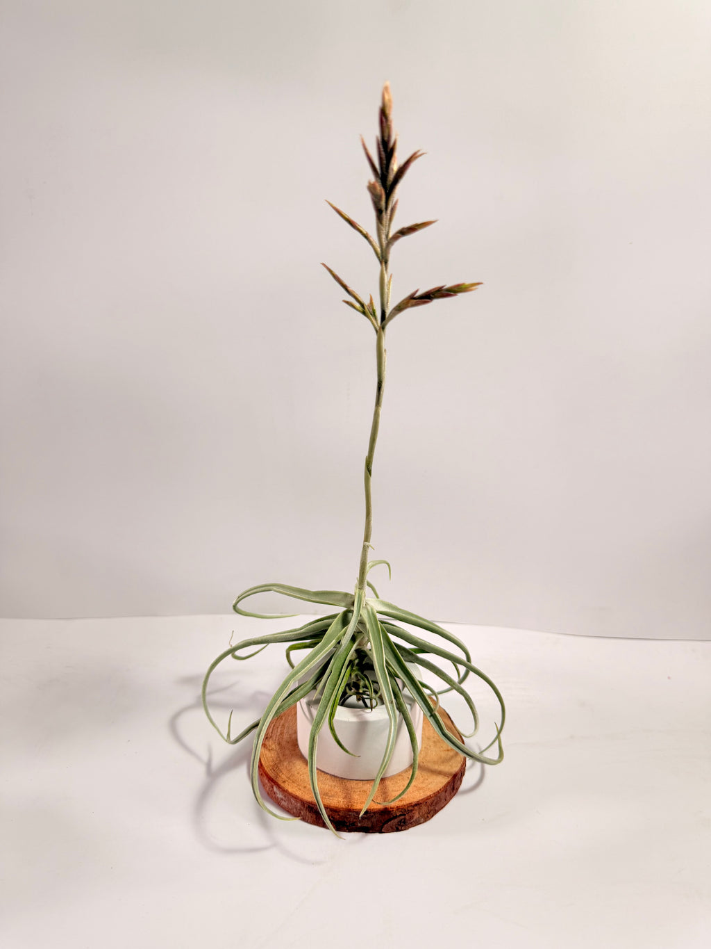 Tillandsia  Streptocarpa