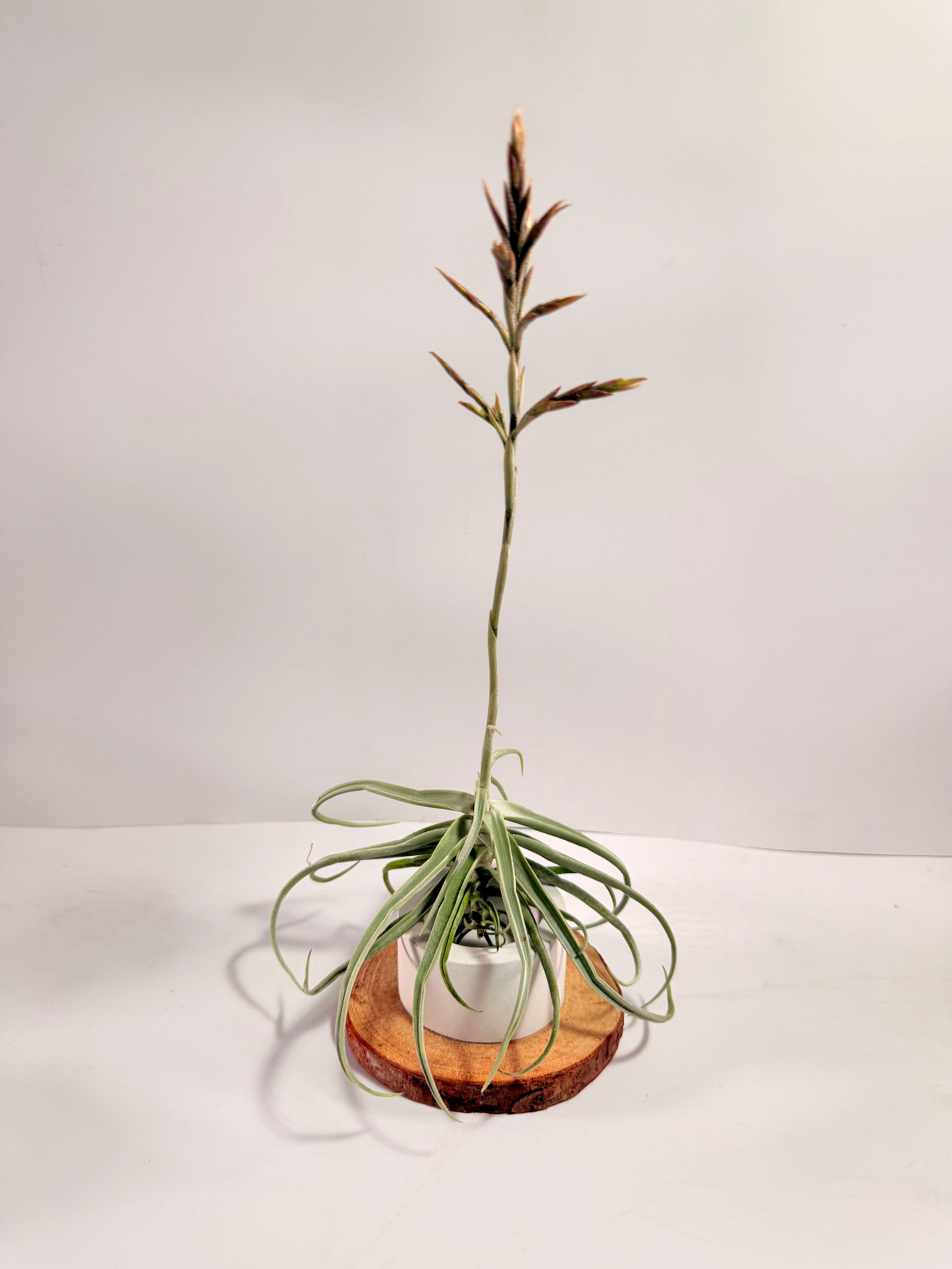 Tillandsia  Streptocarpa