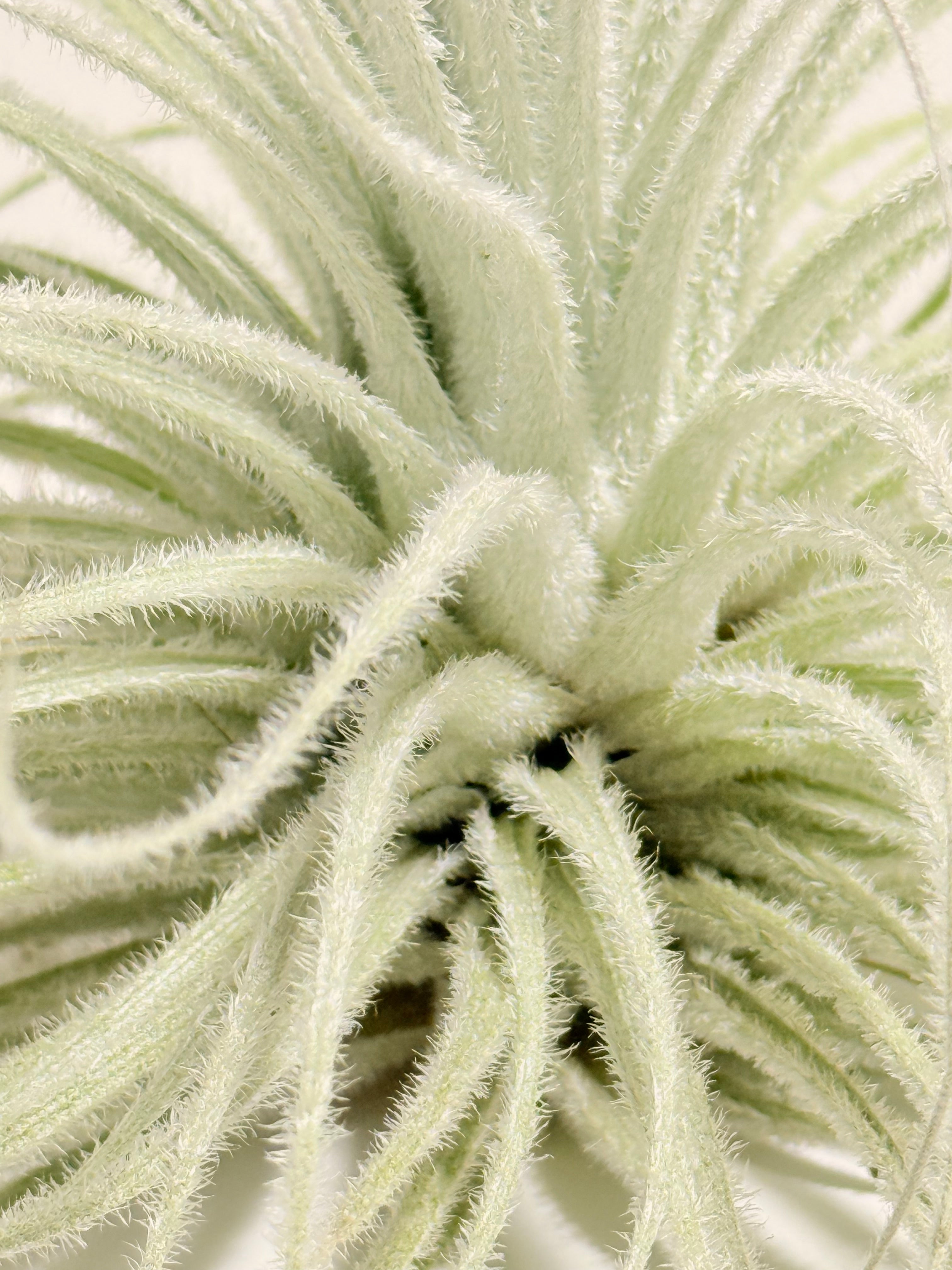 Tillandsia  Tectorum