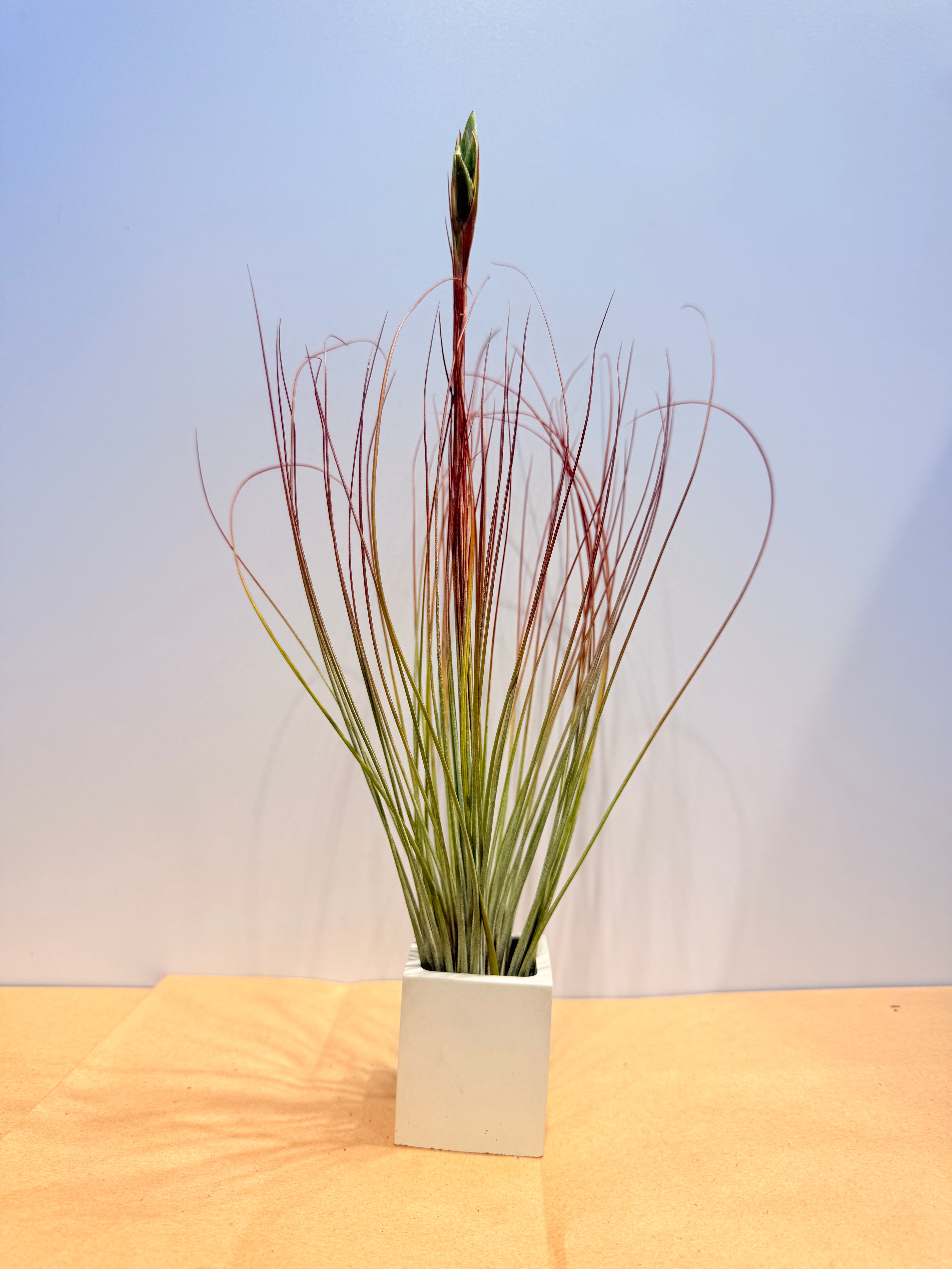 Till. Juncea + matera