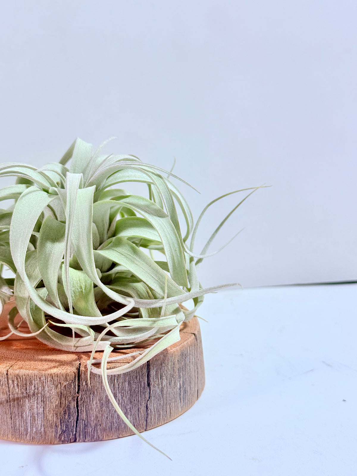 Till. Xerographica S + rodaja de madera