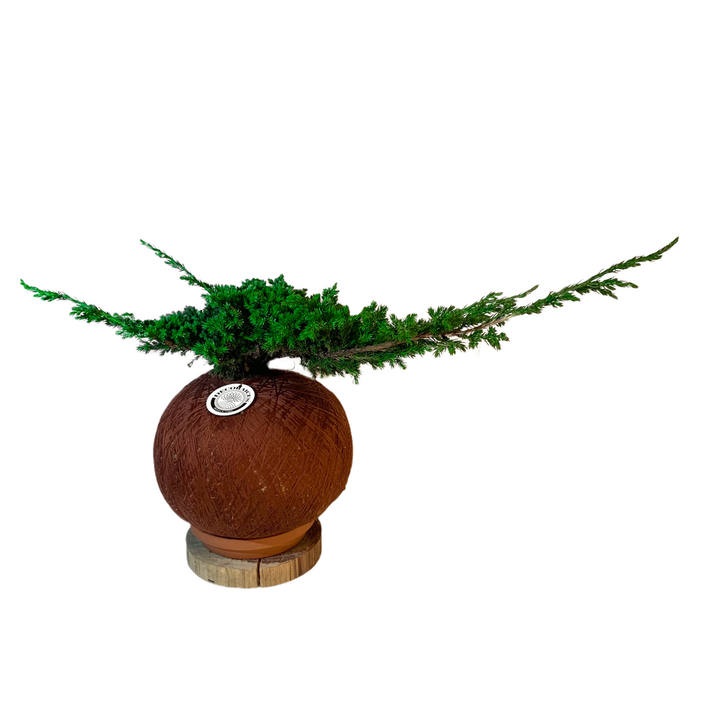 Koke Bonsai Creeping Pine